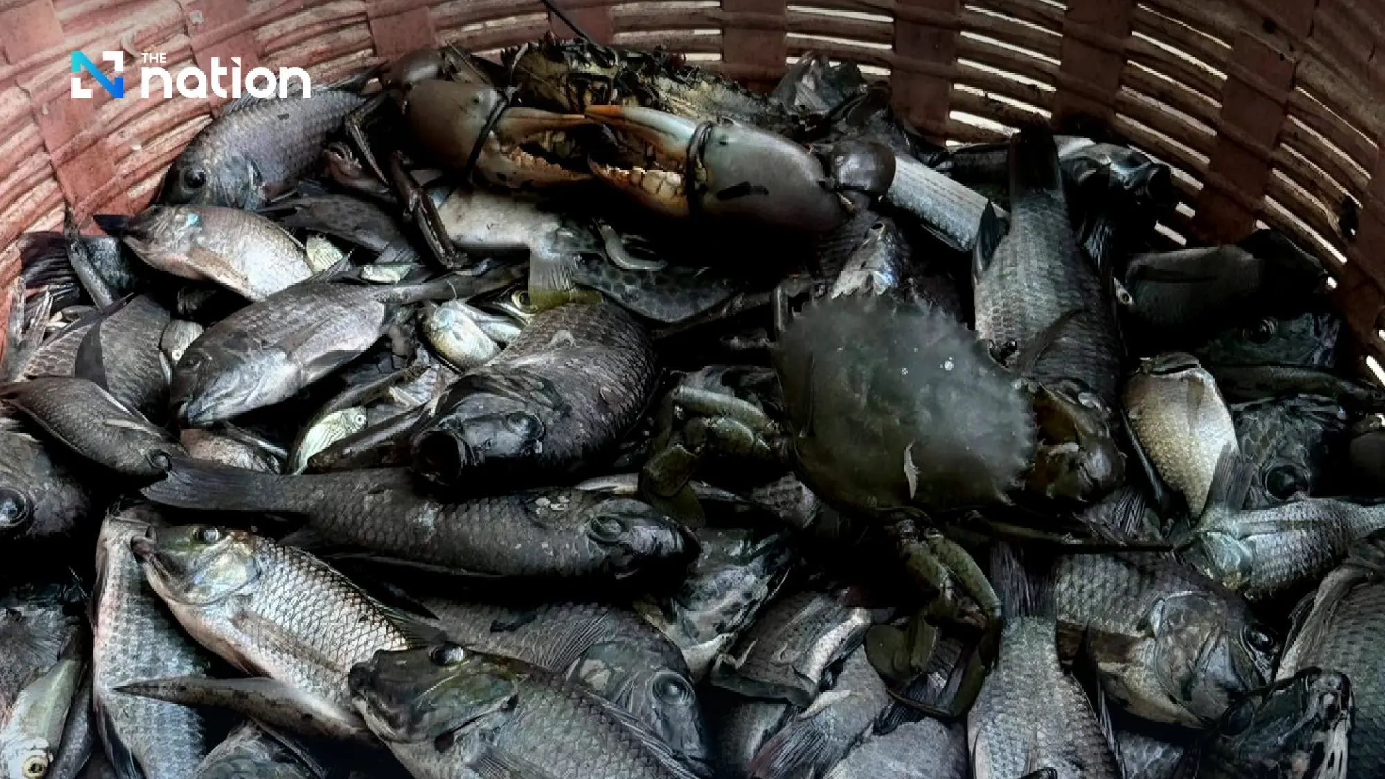 How Thailand's Invasive Fish Crisis Became a Story About One Company Instead of an Entire Supply Chain