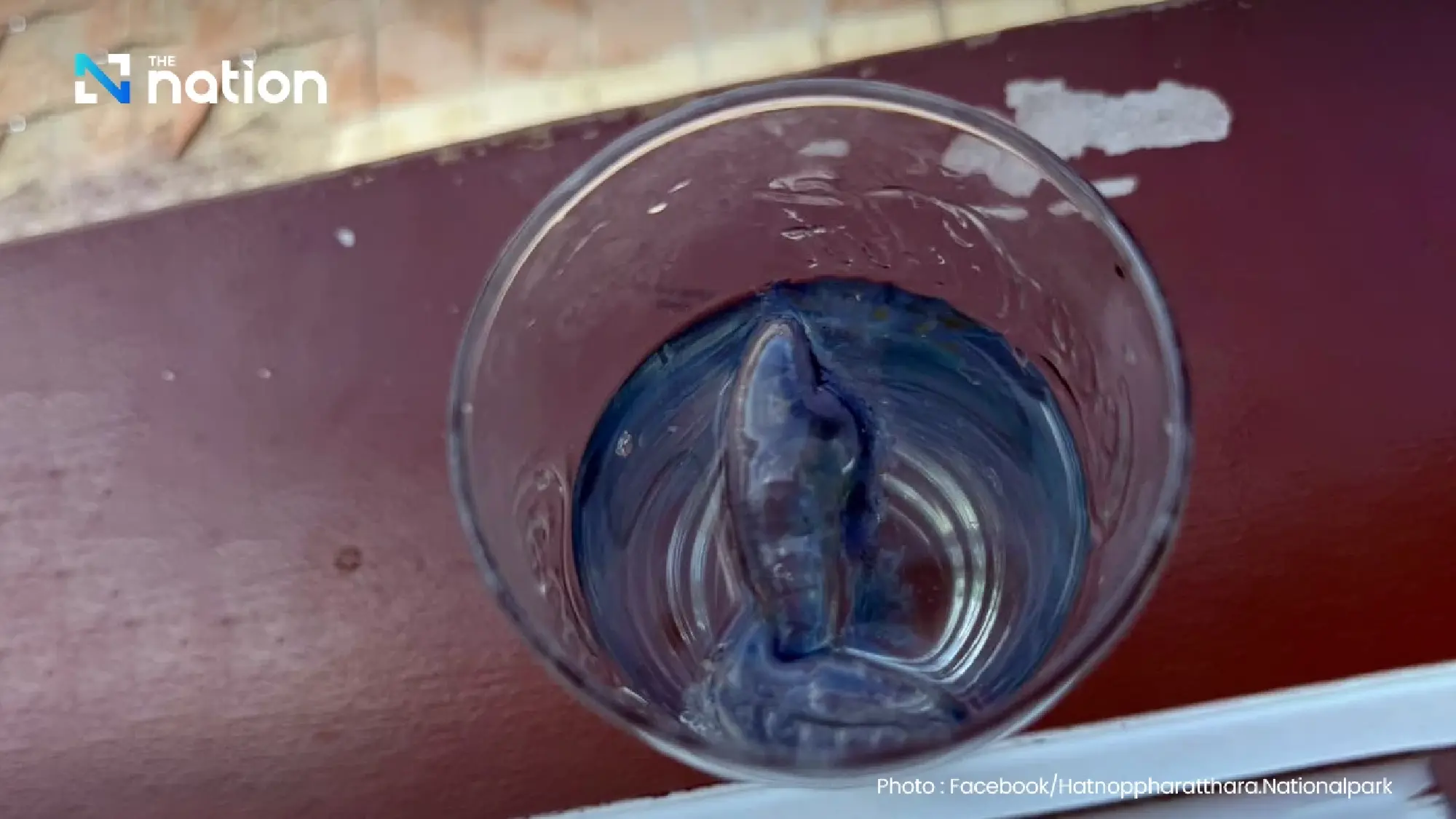Krabi bans swimming after Portuguese man o’ war found