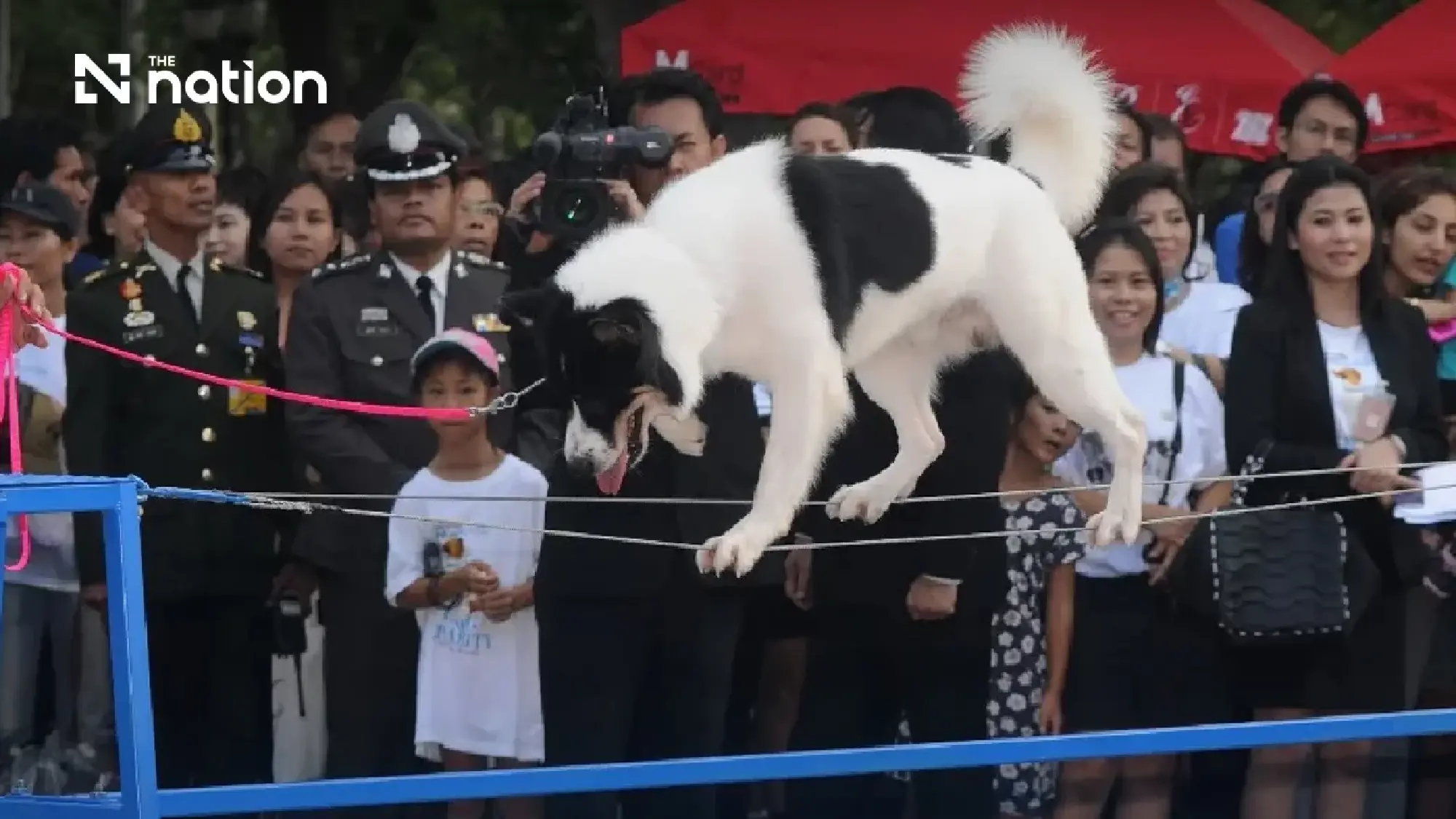 A Legacy of Limitless Grace: How Princess Bajrakitiyabha’s Royal Rescue Dogs Redefined Compassion