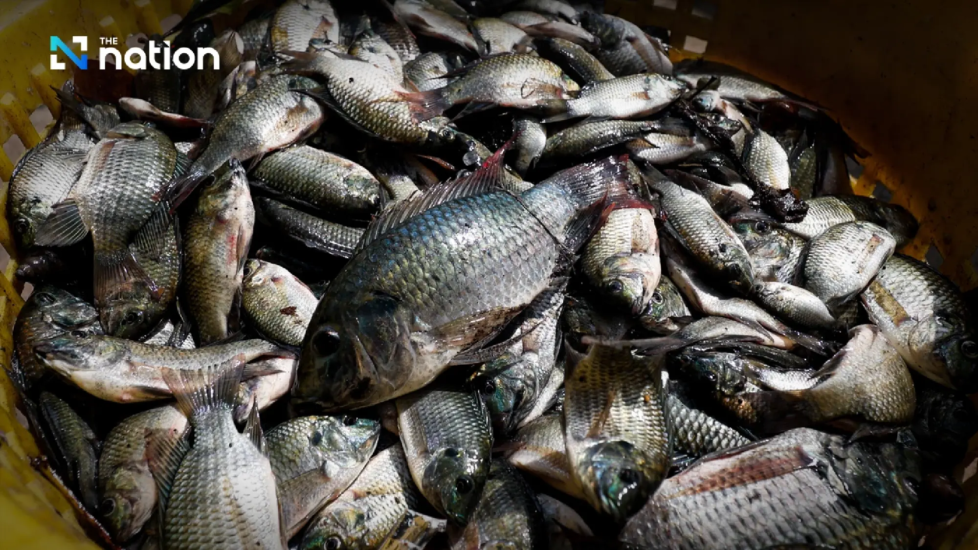 Blackchin Tilapia, the Ornamental Fish Trade, and the Challenge of Cross-Border Movement of Aquatic Species 