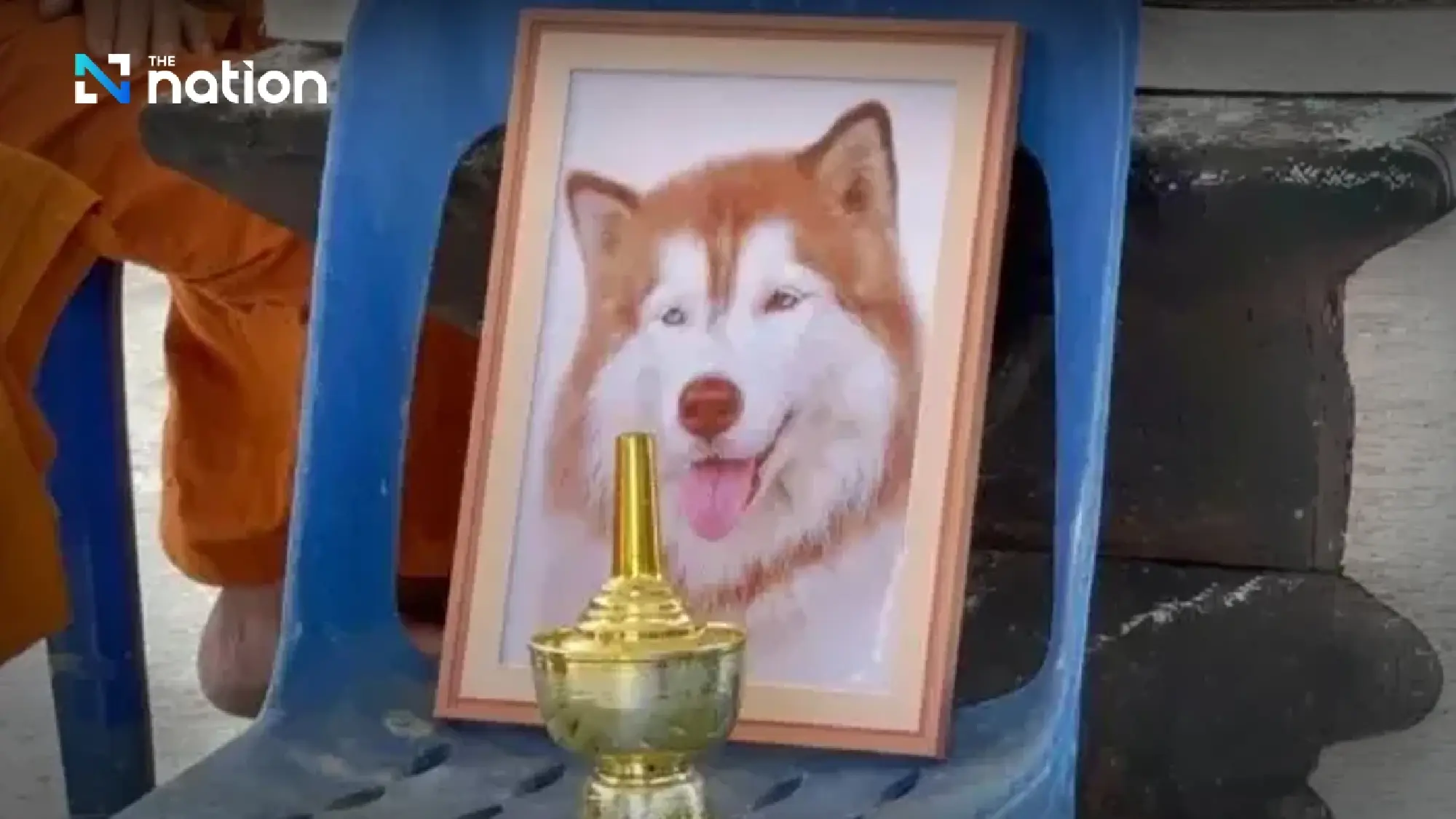 Man gets 6-month suspended jail term over Molly the husky’s death