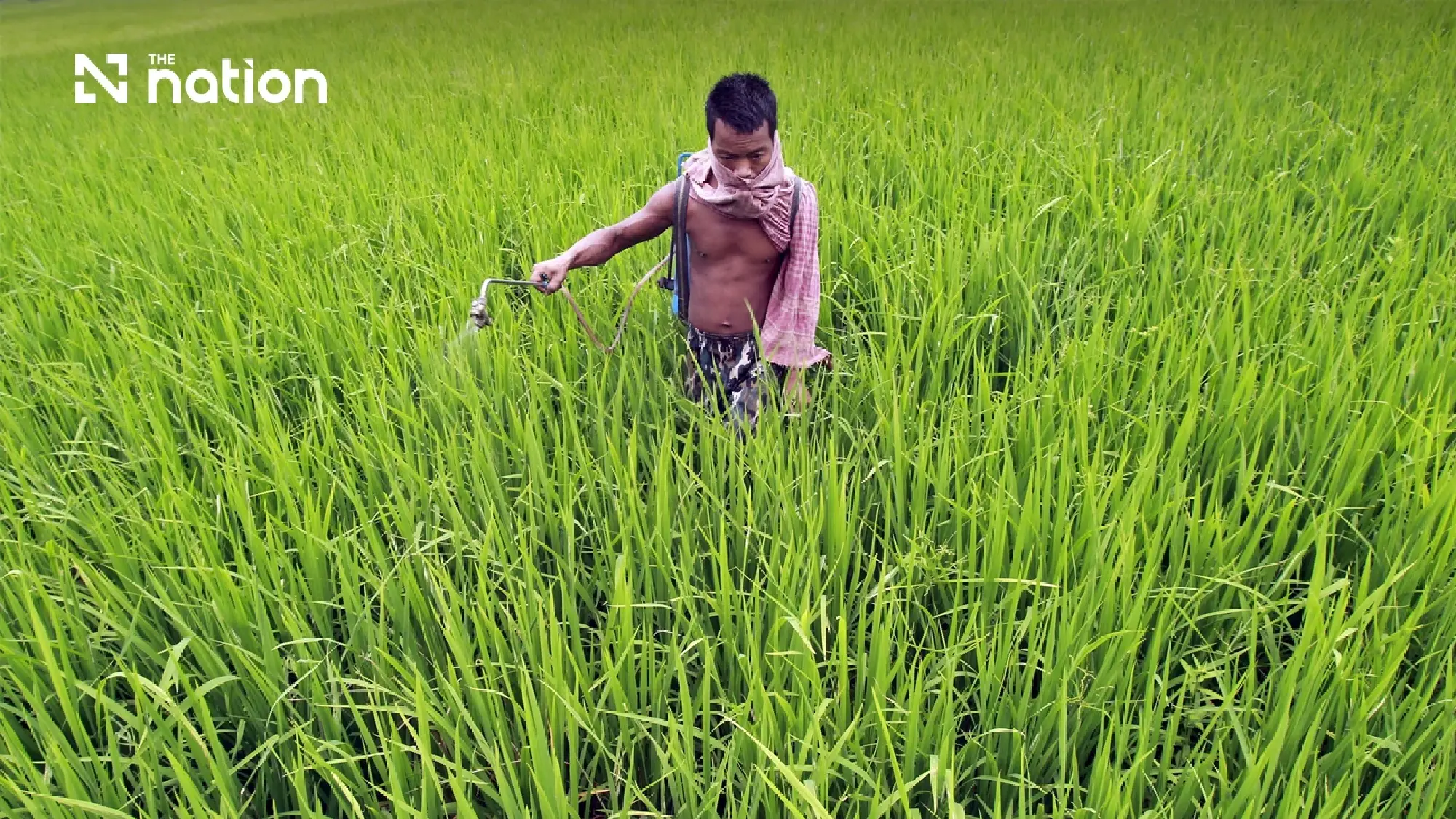 Thai Agriculture Faces Existential Threat Over Fertiliser Import Trap
