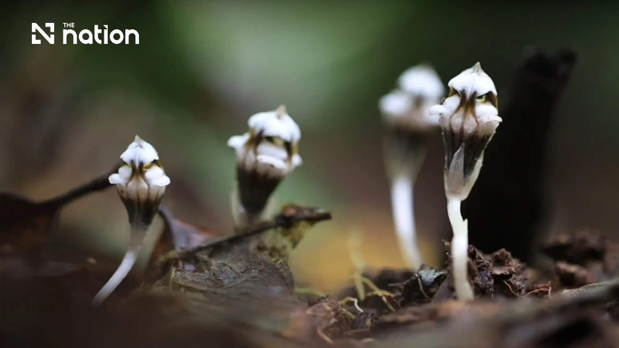 Misty trails, rare blooms — Phu Hin Rong Kla turns green