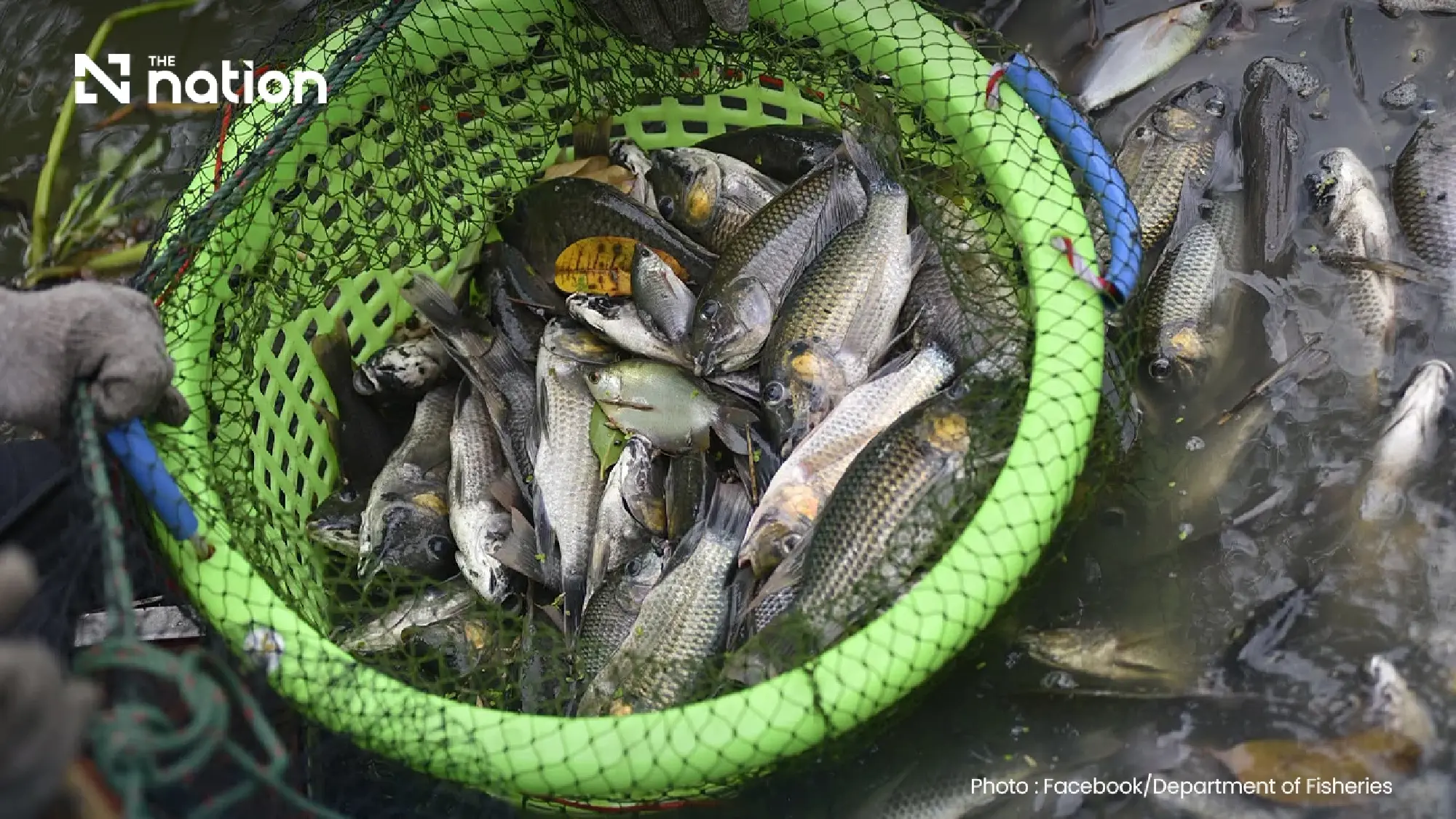 Thailand tracks blackchin tilapia, redclaw crayfish ecosystem risks