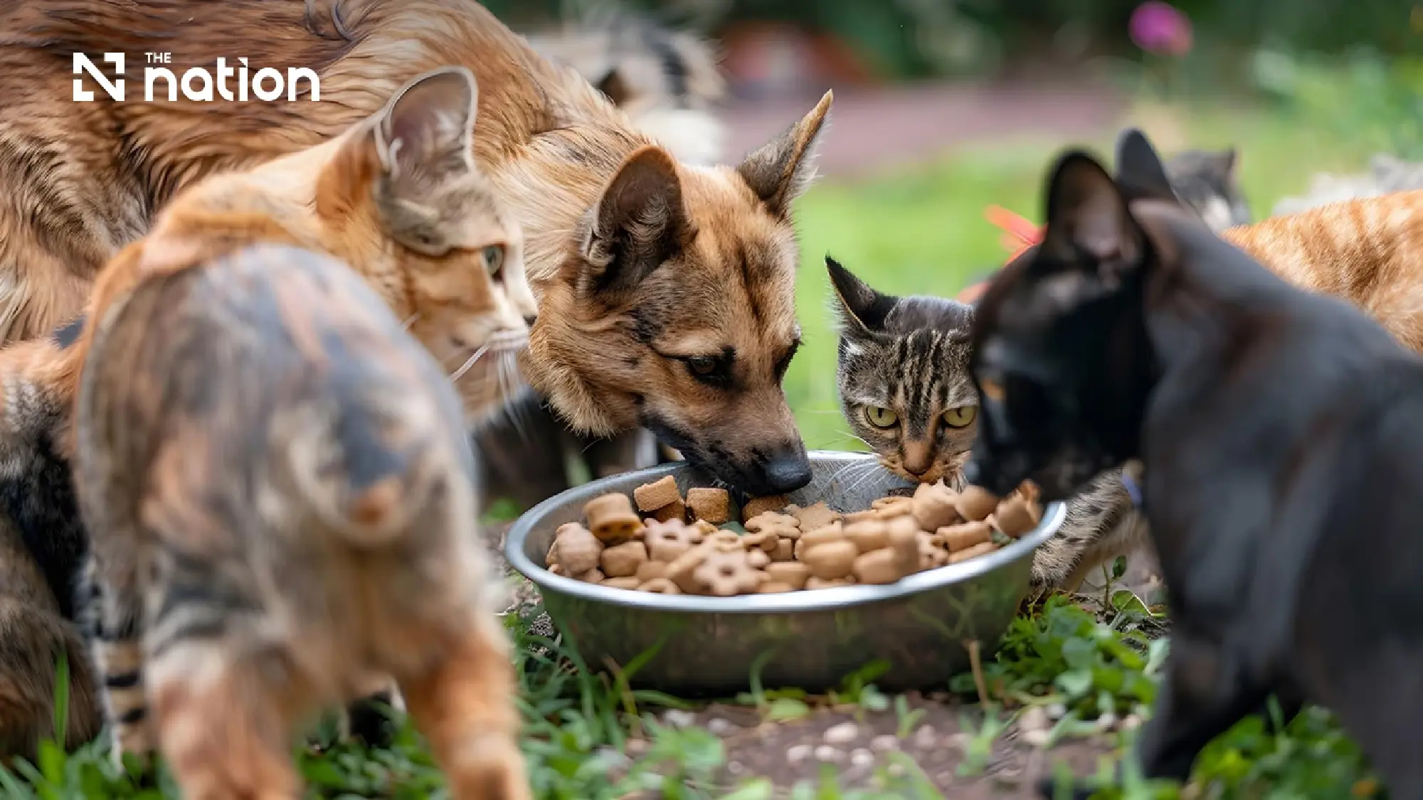 China’s pet-friendly boom opens new export window for Thai pet food makers