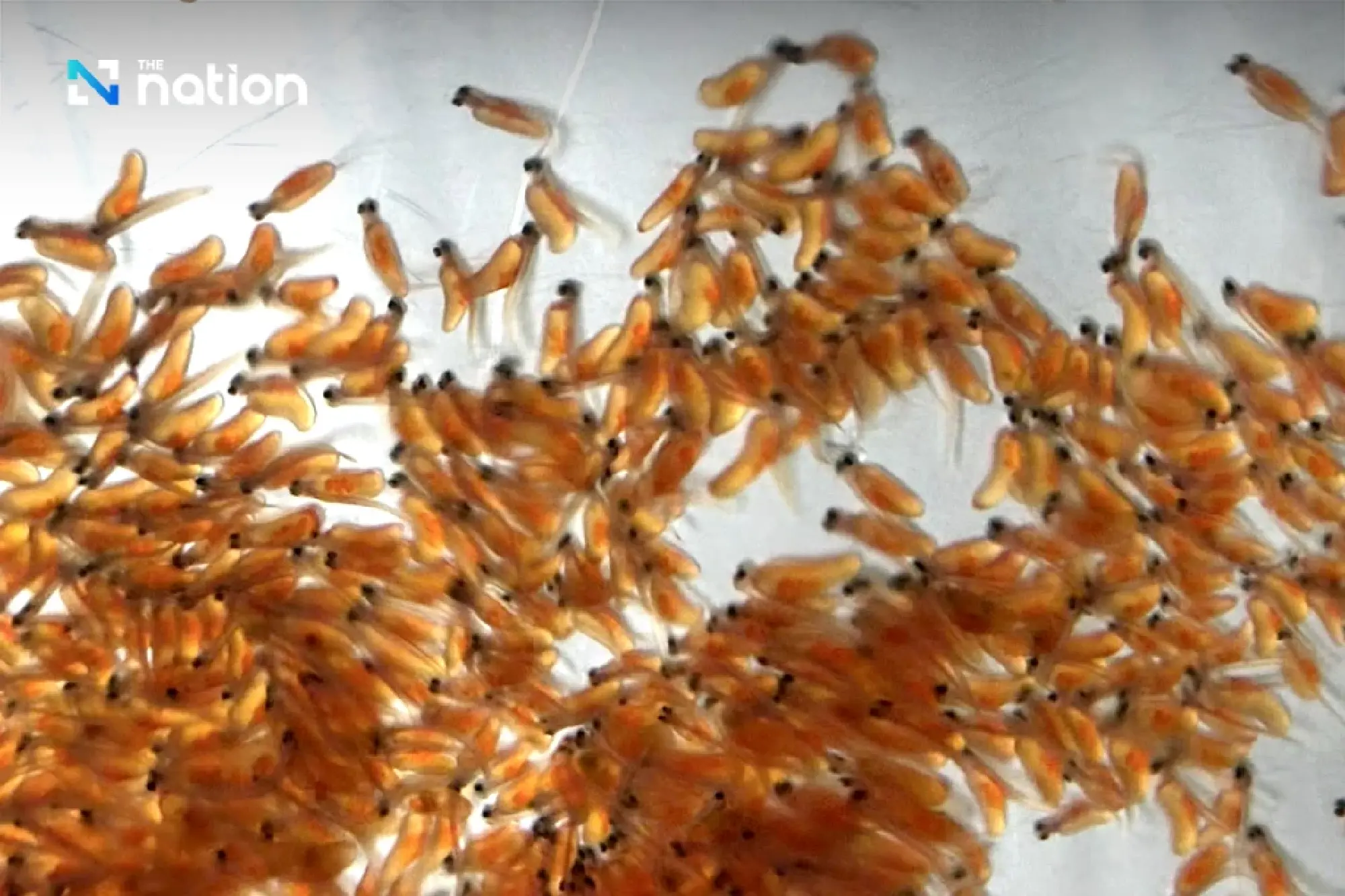 Thailand Breeds Atlantic Salmon for First Time in Secret Project