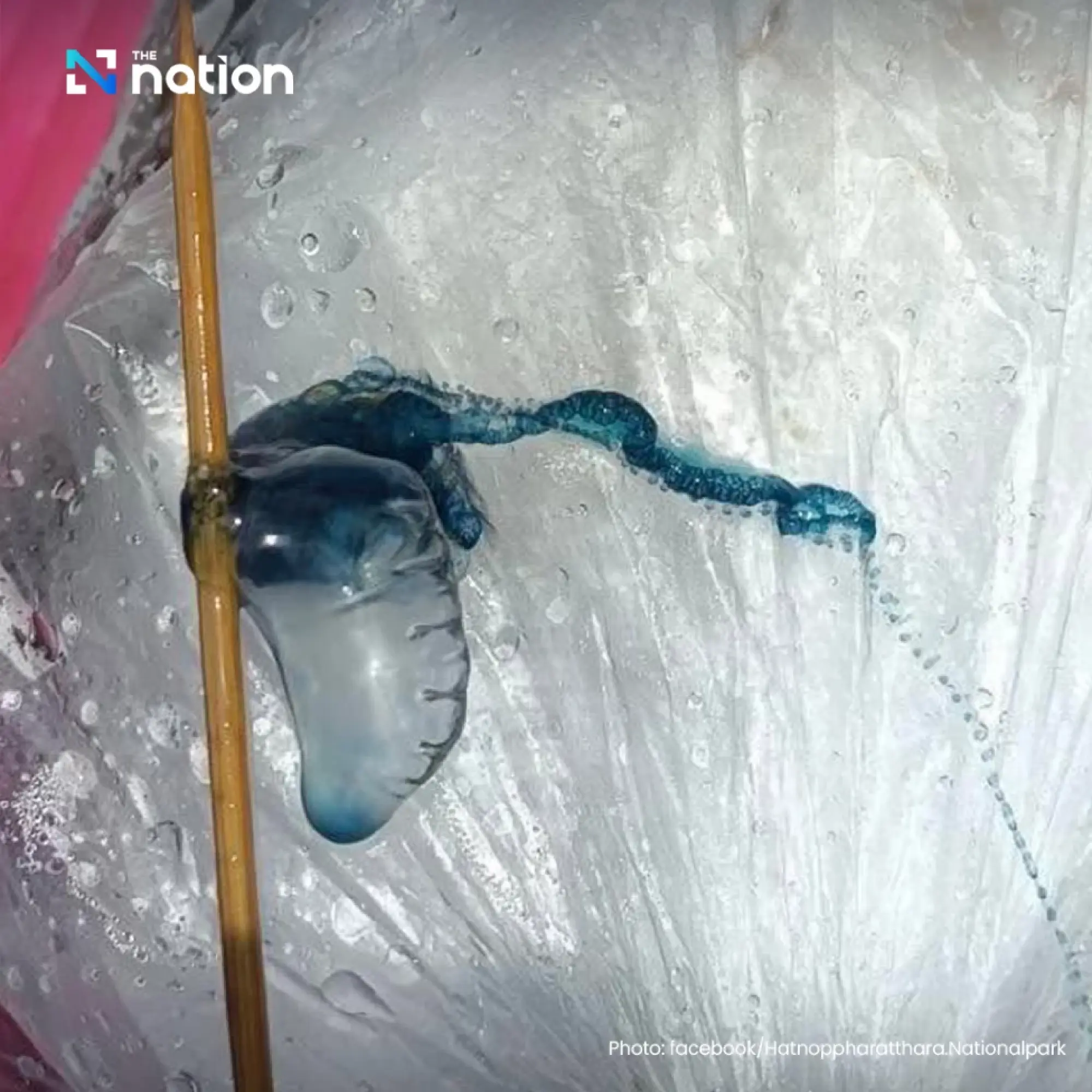 Krabi bans swimming after Portuguese man o’ war found