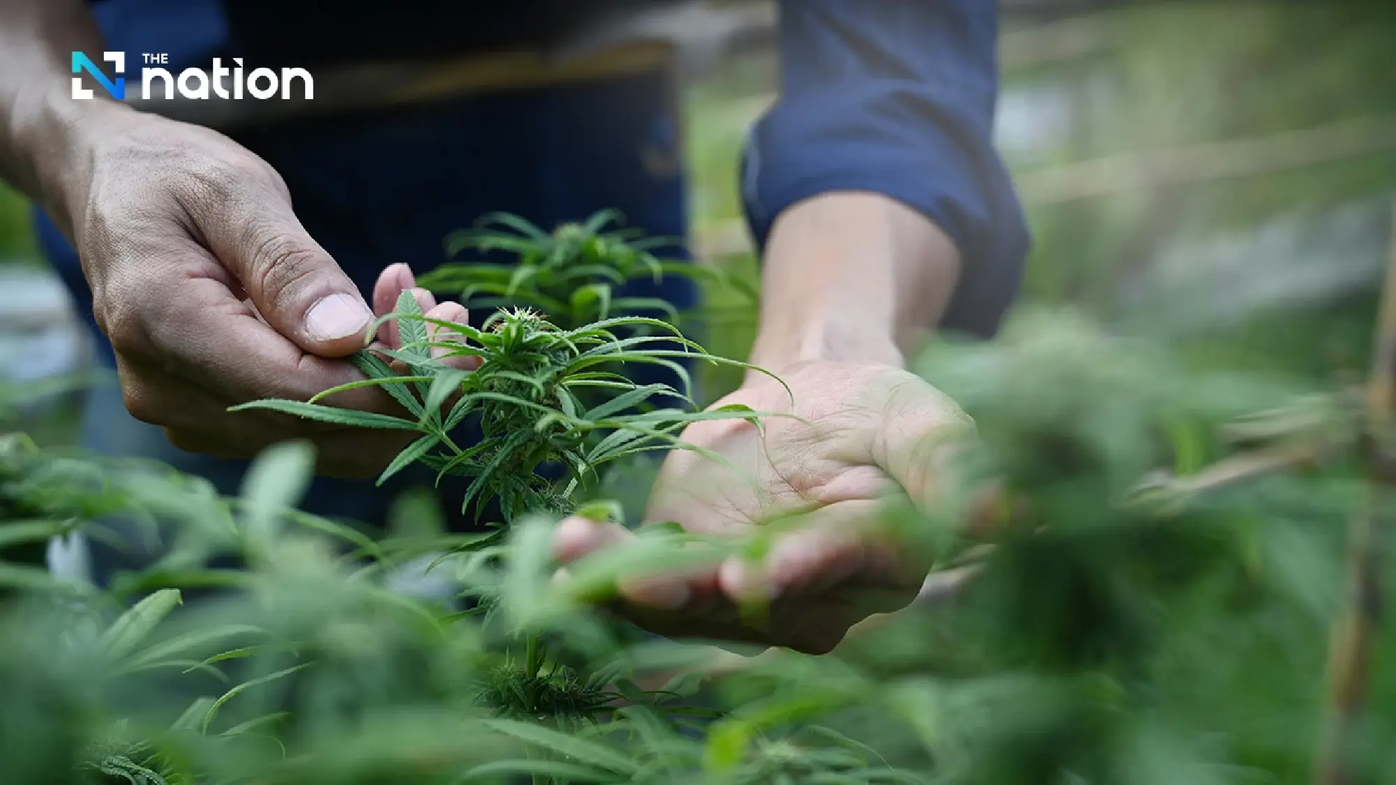 Anti-drug network urges cannabis return to Thai narcotics control