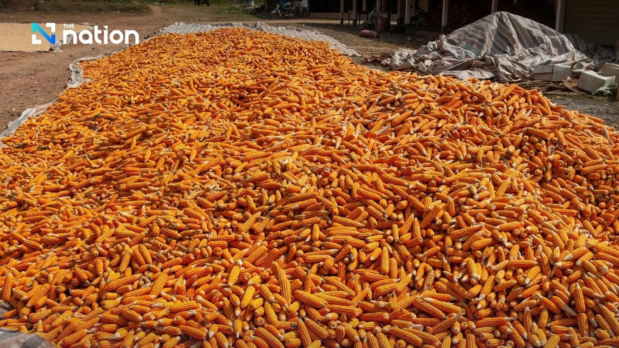 Livestock groups defend US maize imports as feed costs squeeze food chain