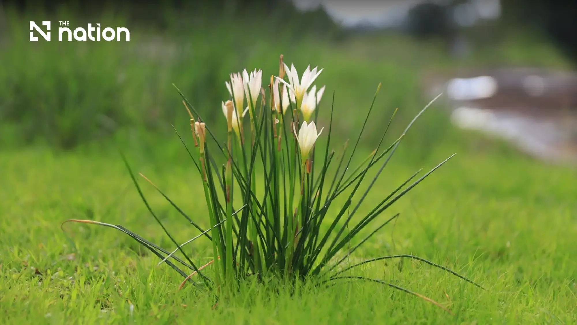 Misty trails, rare blooms — Phu Hin Rong Kla turns green