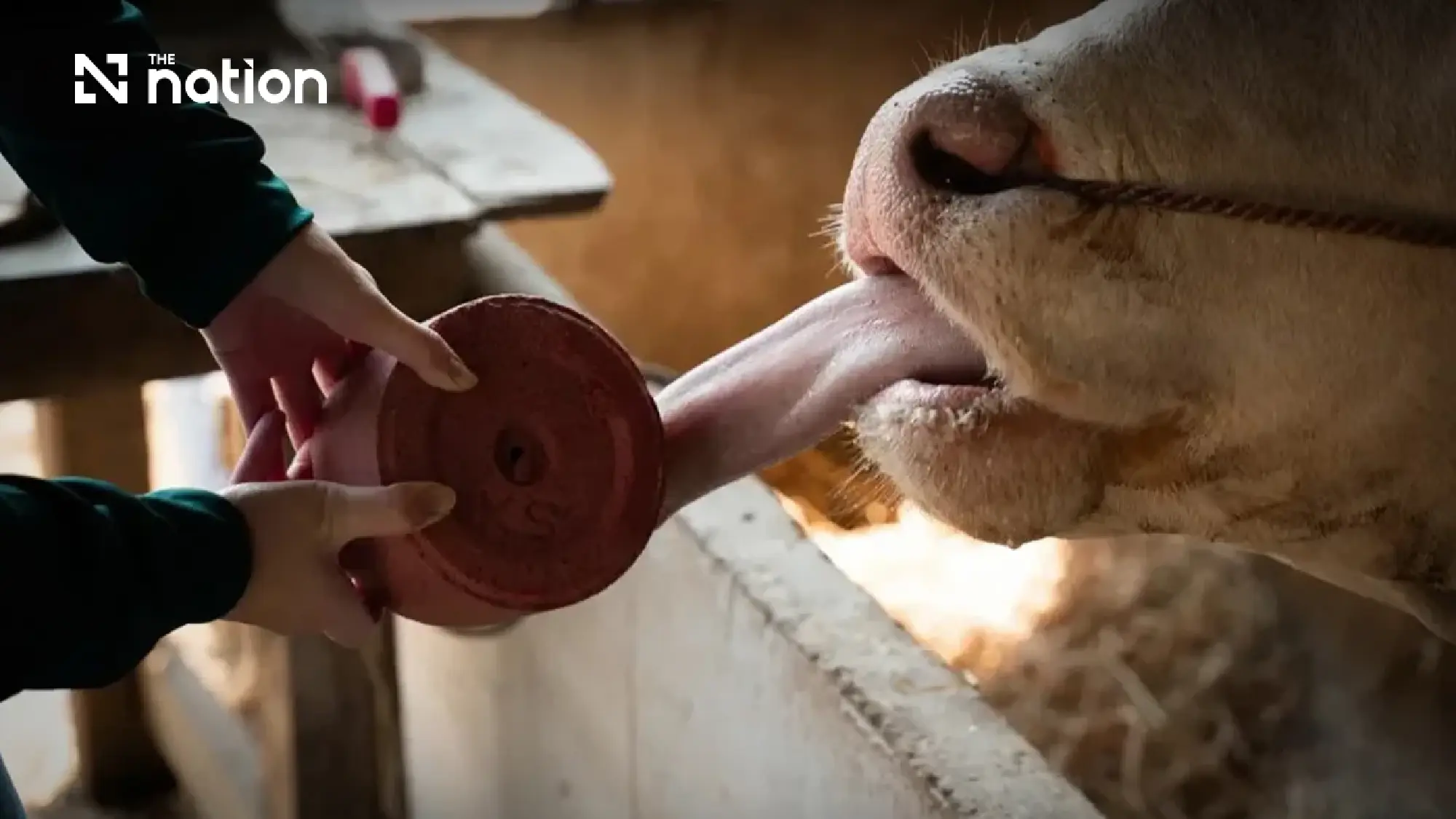 Happy Cows, Higher Income for Farmers with “Cocoa-Based Mineral Supplement”