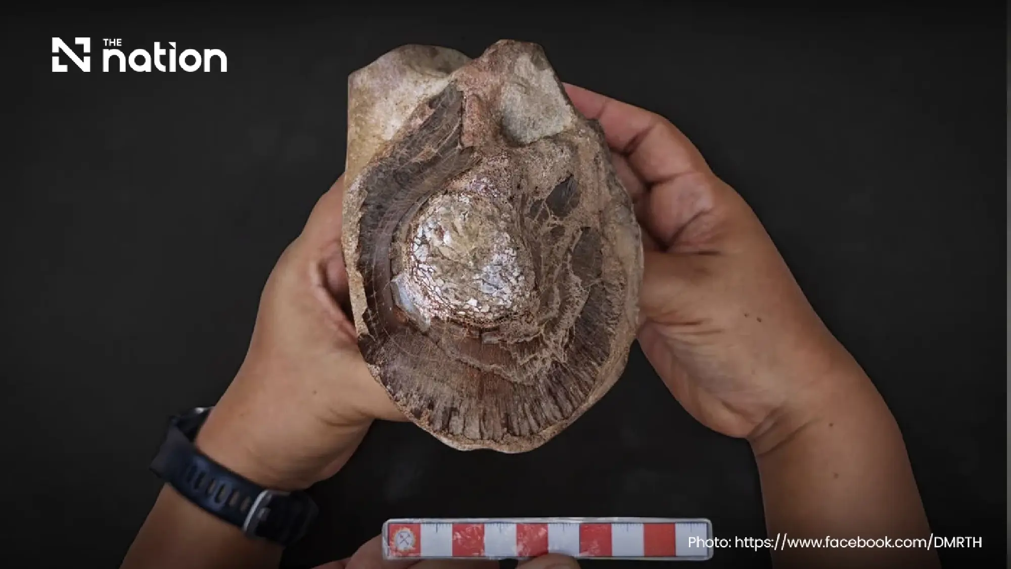 Thailand examines 130-million-year-old dinosaur fossil in Sakon Nakhon