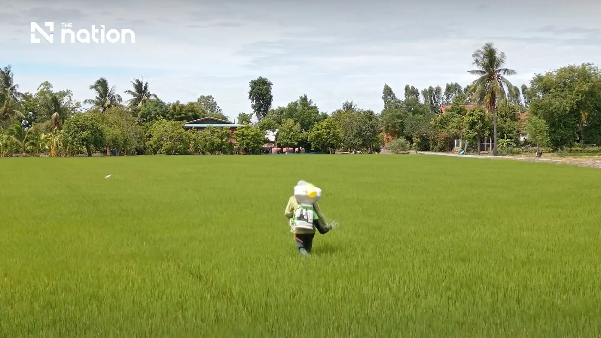 Green Revolution in the Paddy Fields: Central Thailand Launches Low-Carbon Rice Initiative