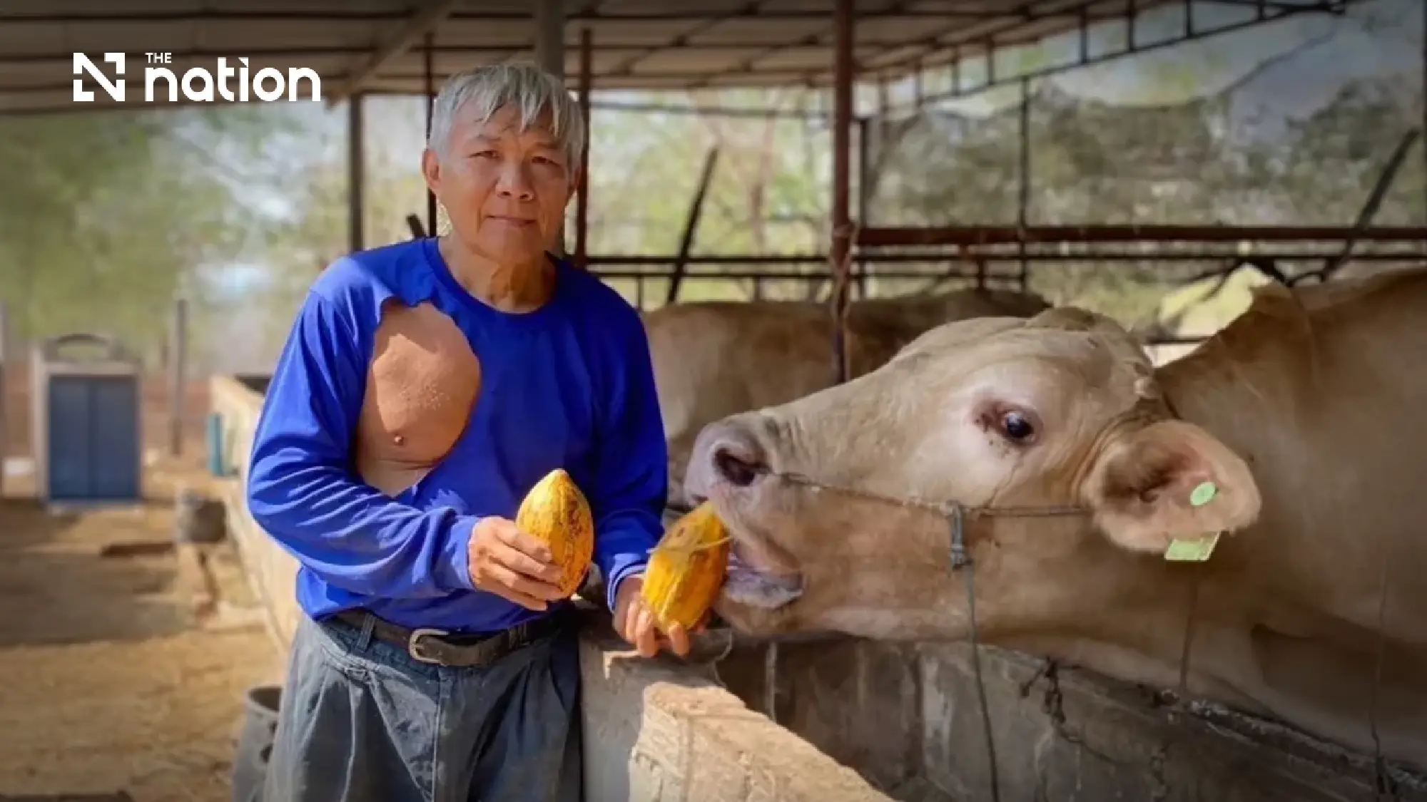 Happy Cows, Higher Income for Farmers with “Cocoa-Based Mineral Supplement”