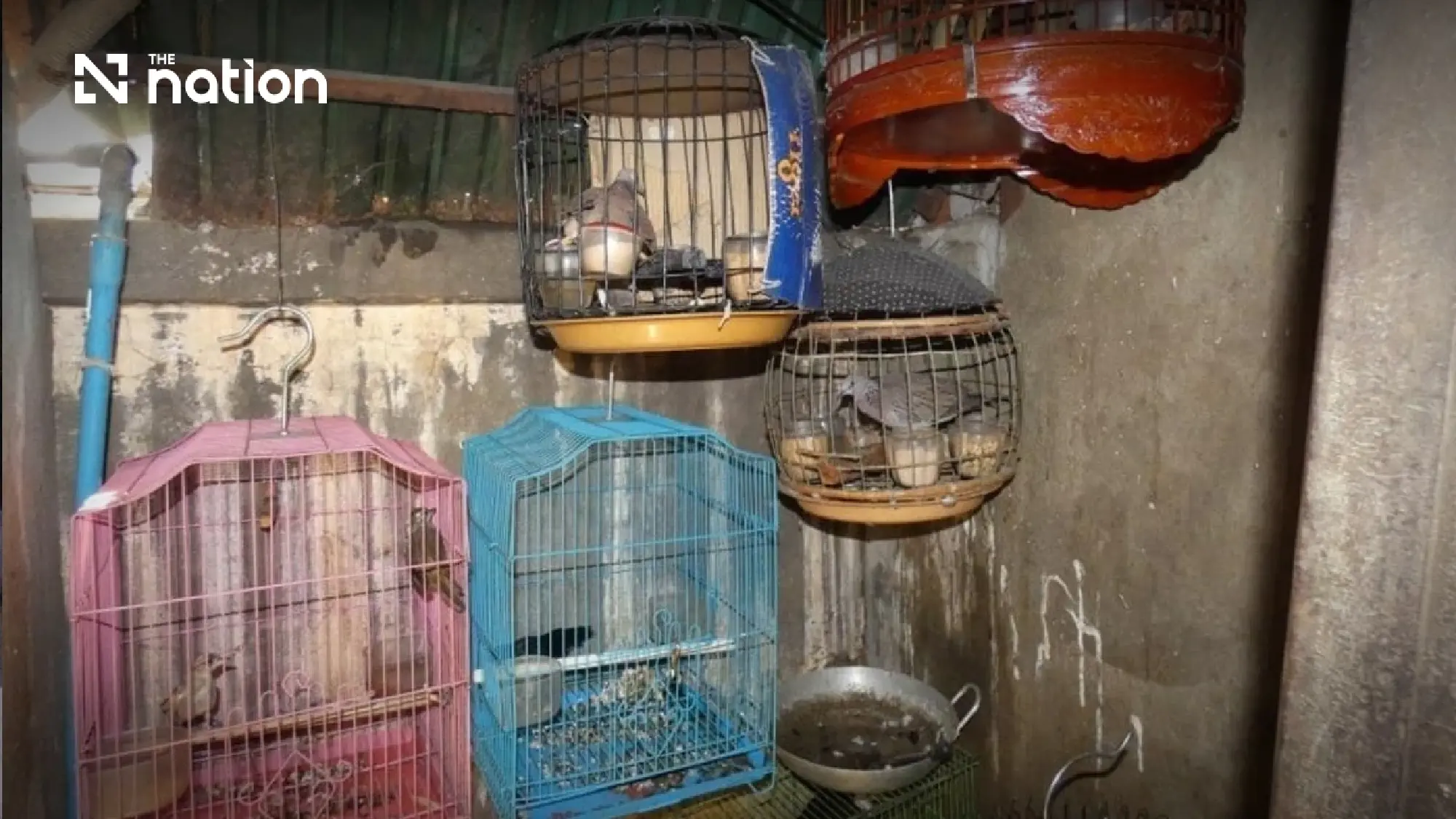 The Wildlife Trade: A Breeding Ground for New Zoonotic Diseases