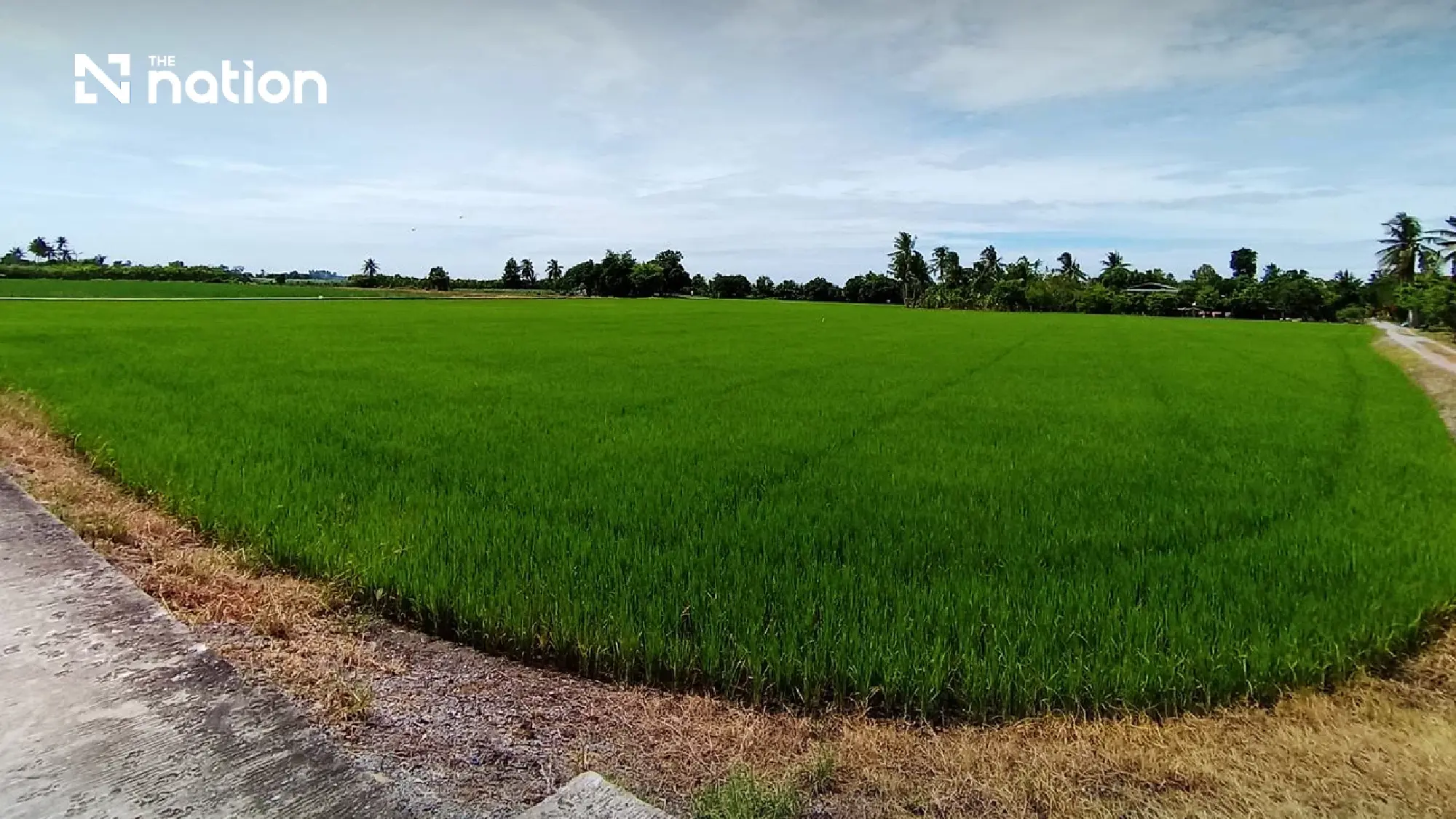Green Revolution in the Paddy Fields: Central Thailand Launches Low-Carbon Rice Initiative
