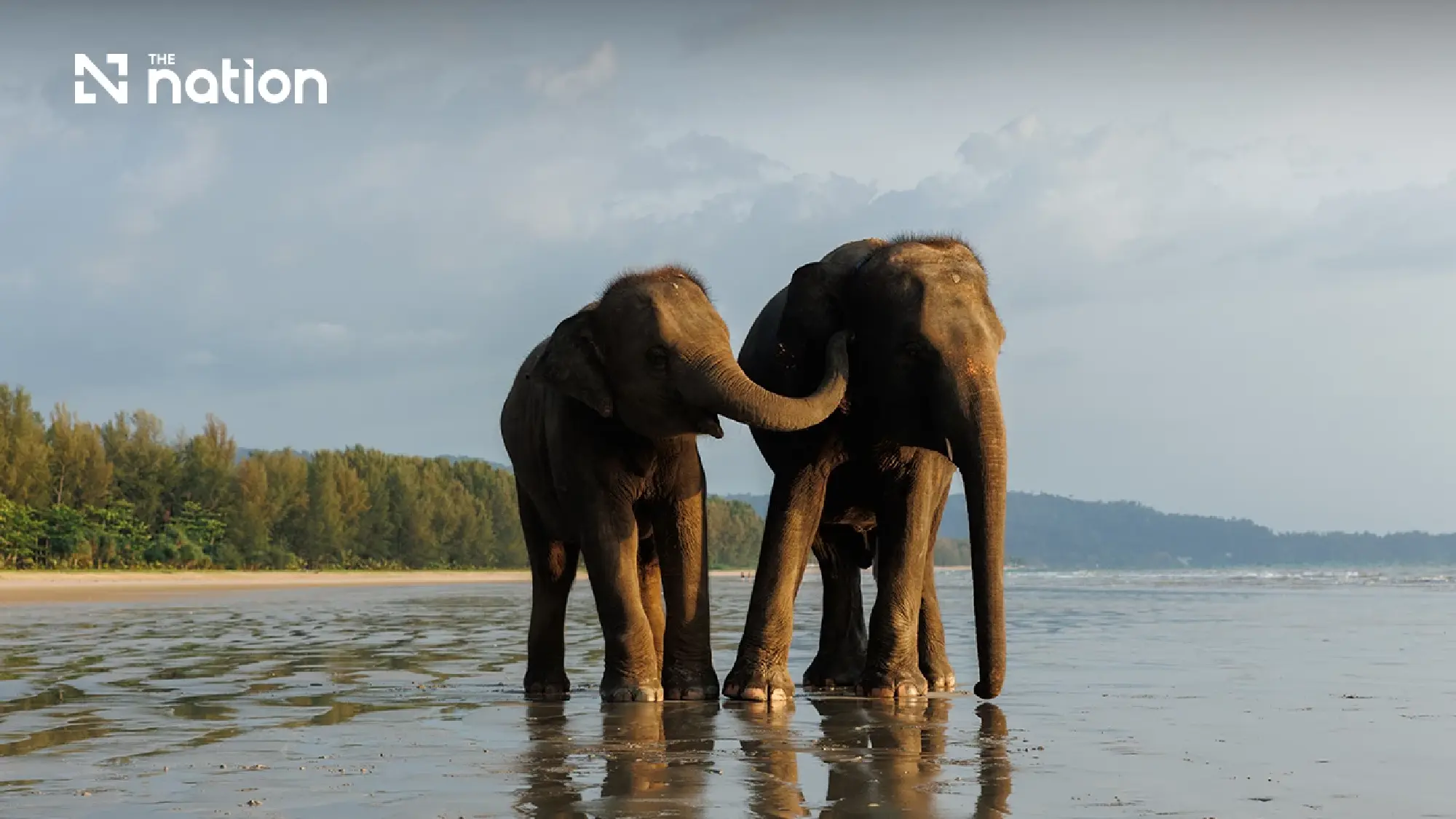 Elephants walk the shoreline at Memories Beach, Matalay, Khao Lak.