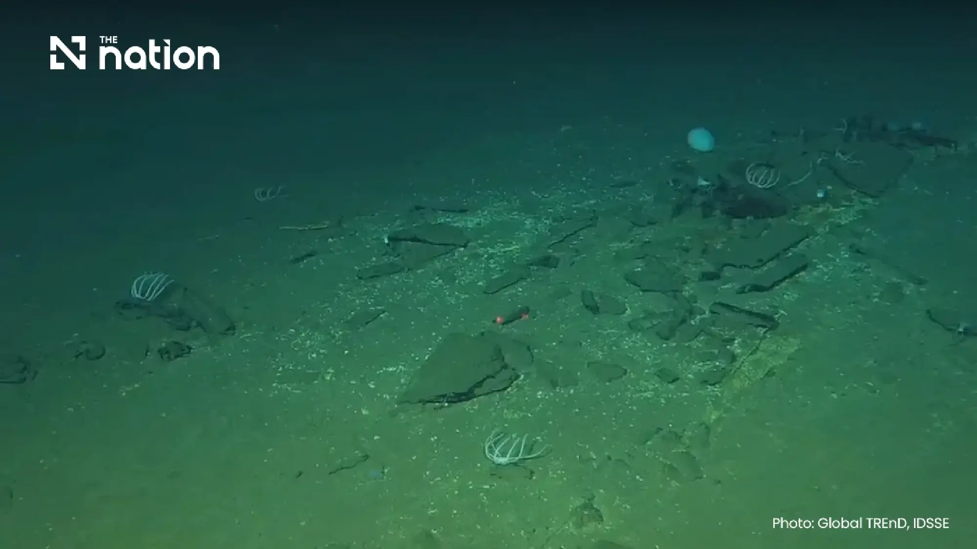Oldest whale graveyard holds 5.3m-year-old fossils in Indian Ocean