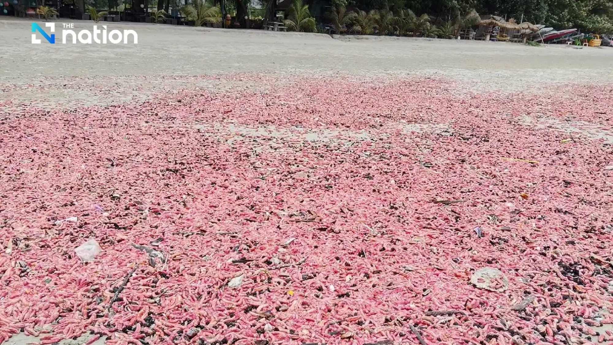 Pink sea cucumbers wash ashore, turning Rayong beach reddish-pink