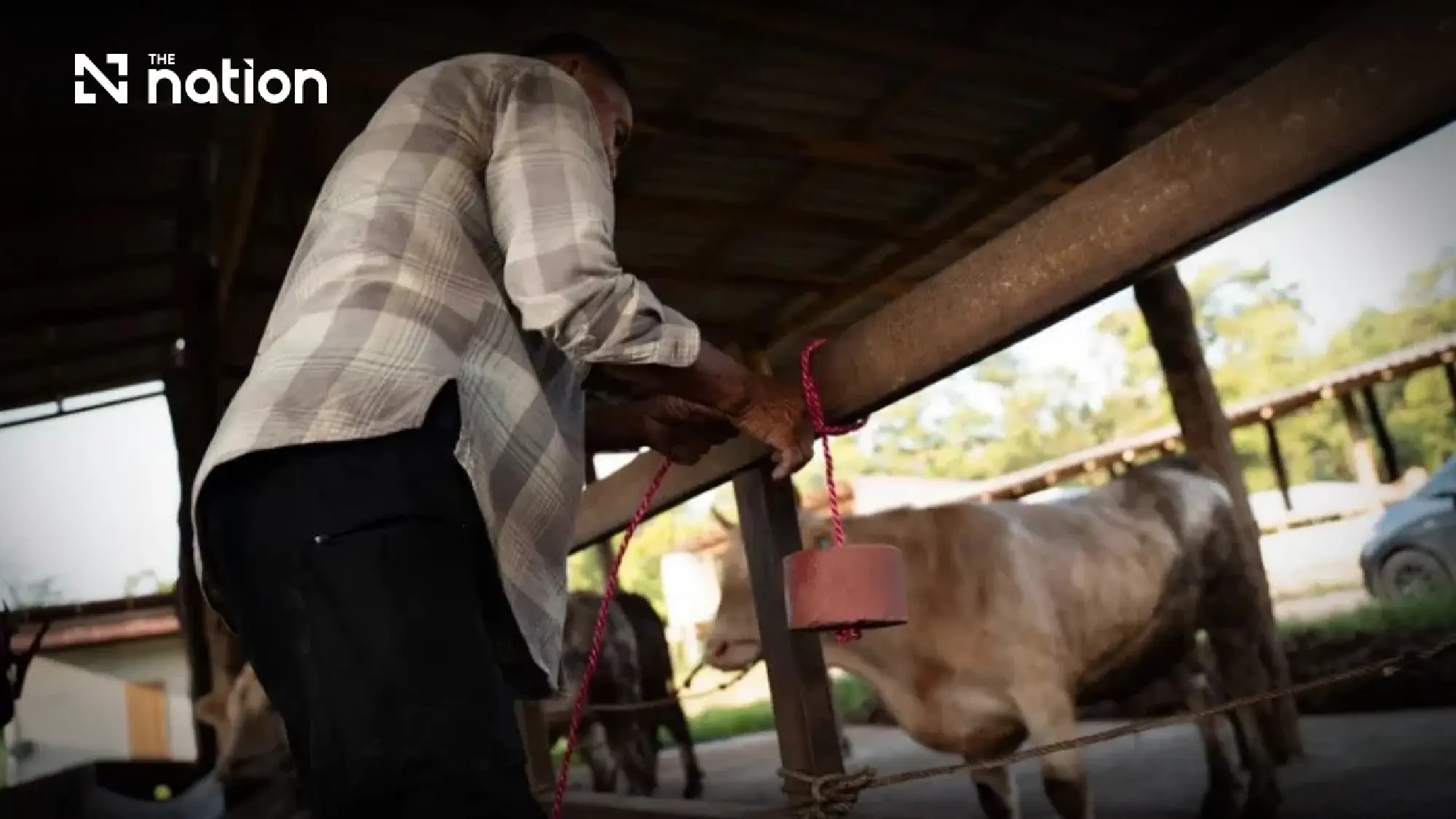 Happy Cows, Higher Income for Farmers with “Cocoa-Based Mineral Supplement”