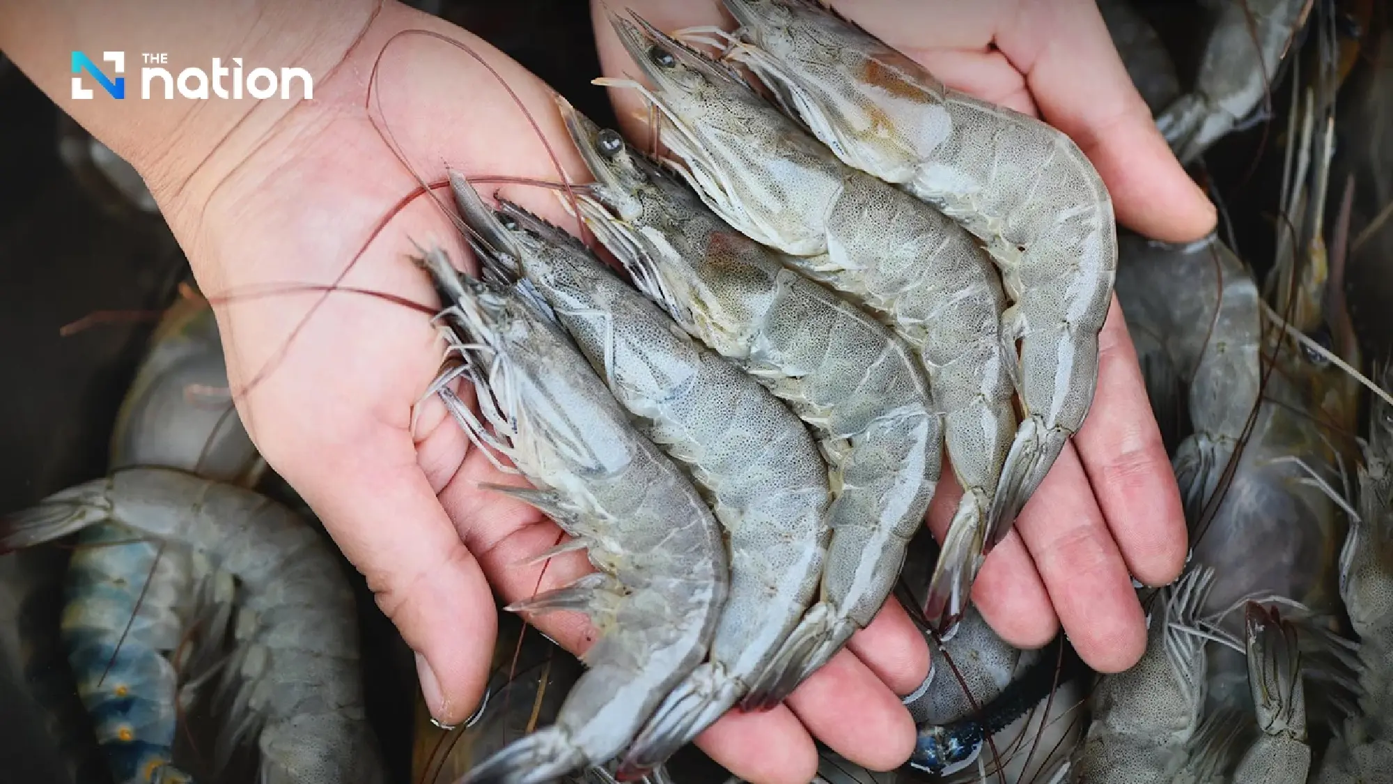 Government urged to restore Thailand’s 100bn-baht shrimp sector