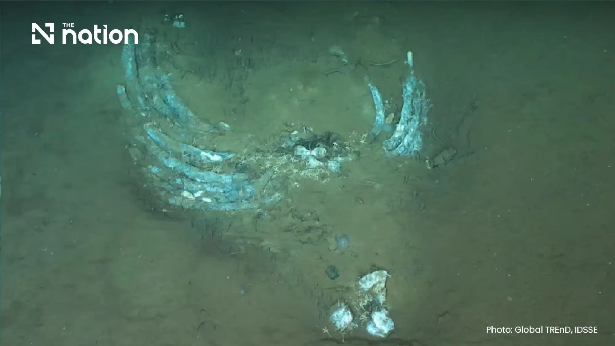 Oldest whale graveyard holds 5.3m-year-old fossils in Indian Ocean