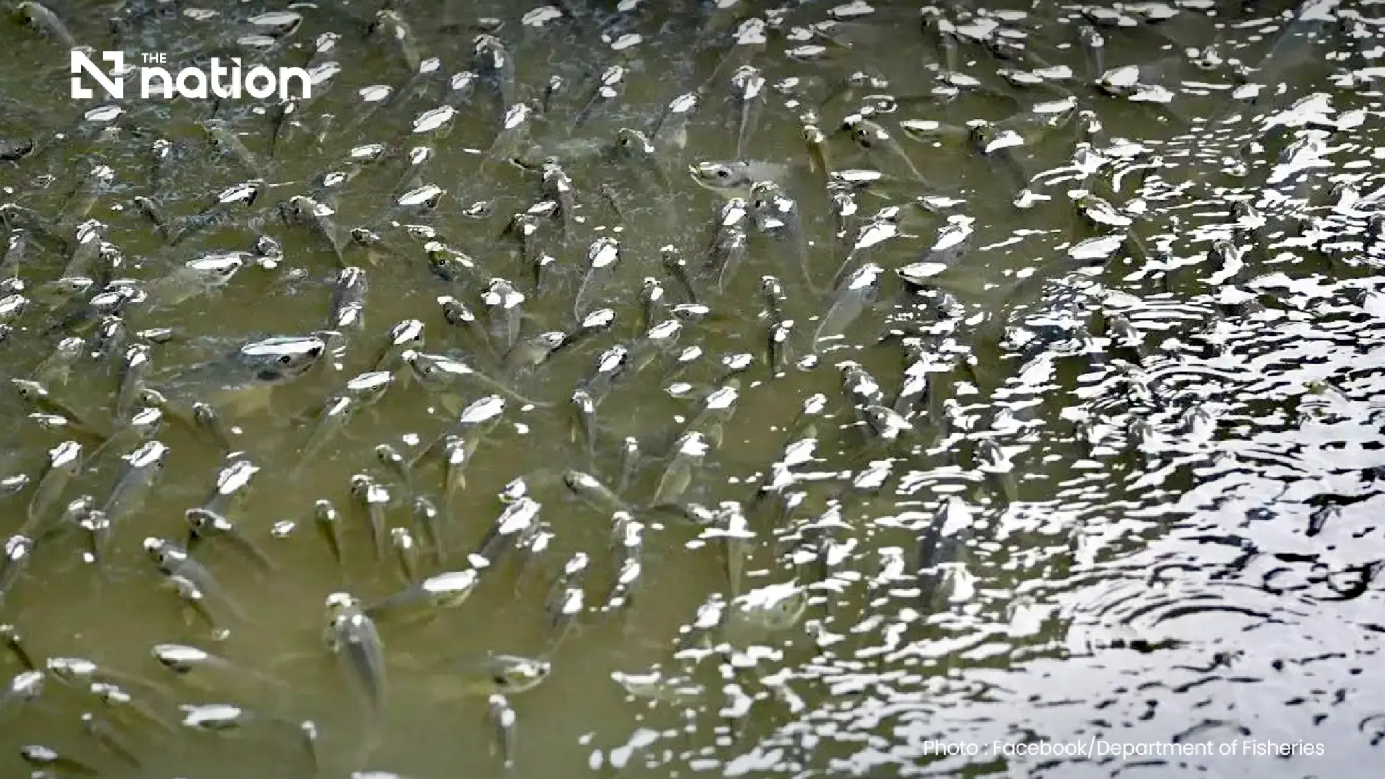 Thailand tracks blackchin tilapia, redclaw crayfish ecosystem risks