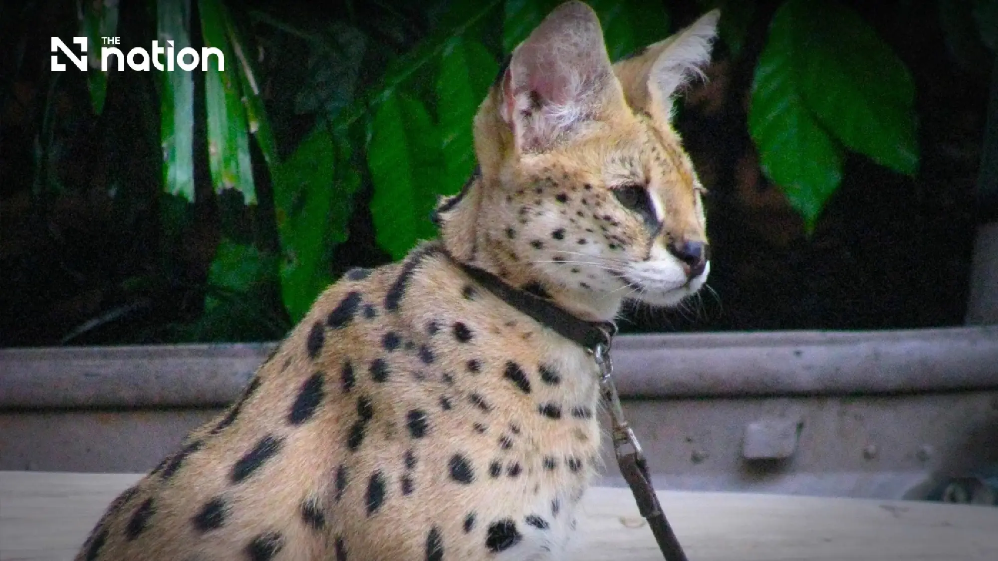 The Wildlife Trade: A Breeding Ground for New Zoonotic Diseases