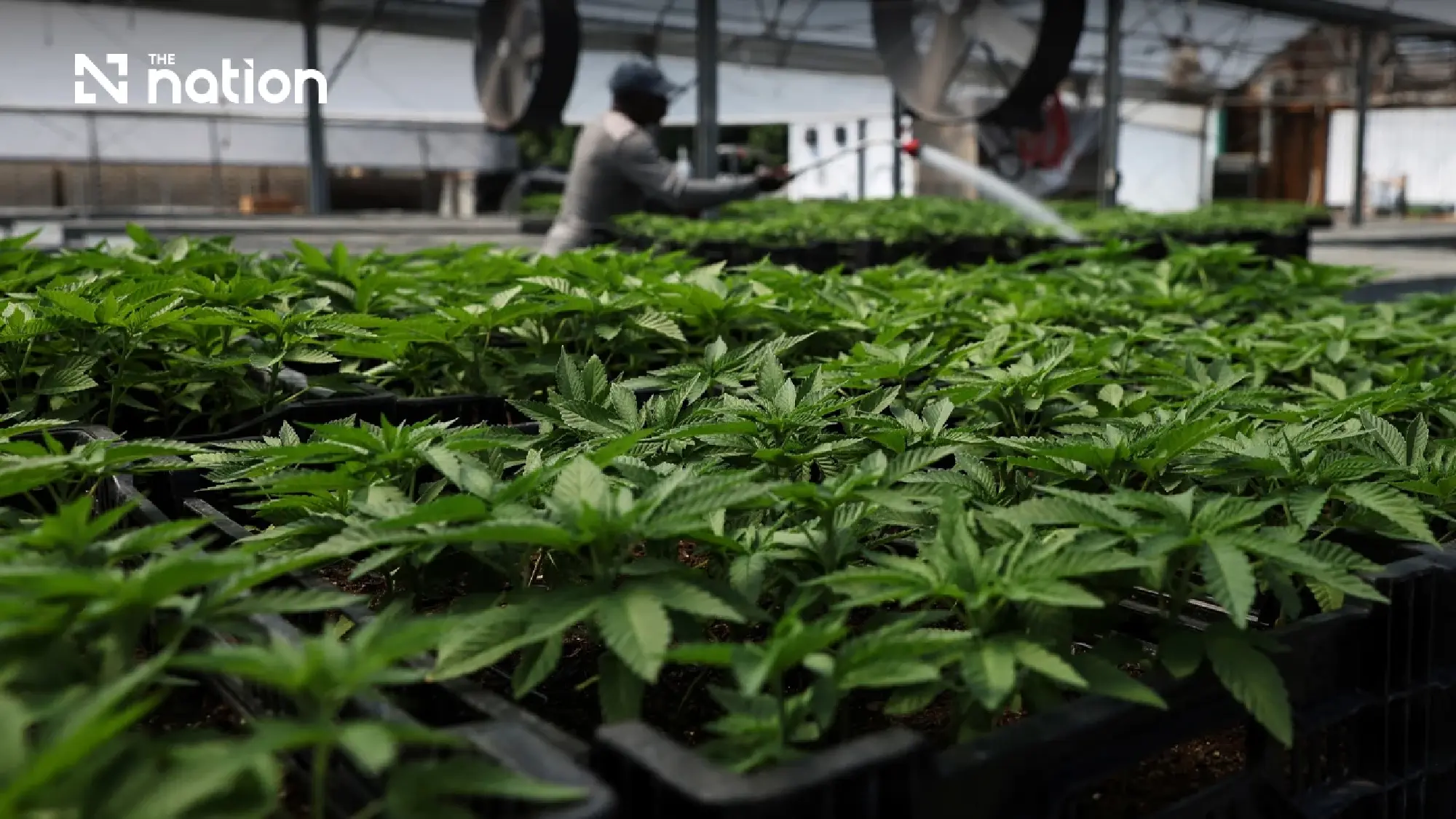 Thai DTAM tightens penalties for cannabis shop rule breaches