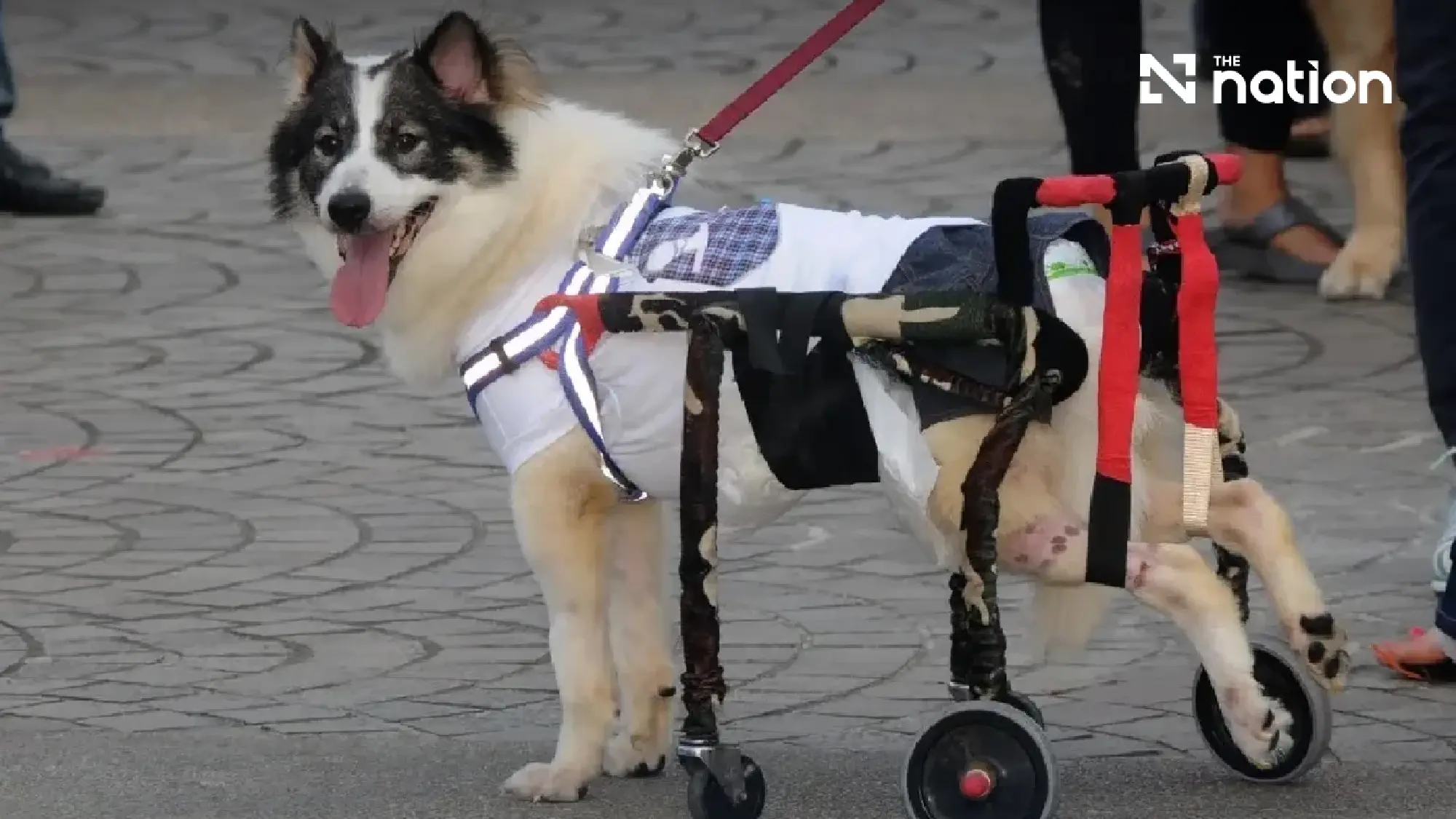 A Legacy of Limitless Grace: How Princess Bajrakitiyabha’s Royal Rescue Dogs Redefined Compassion