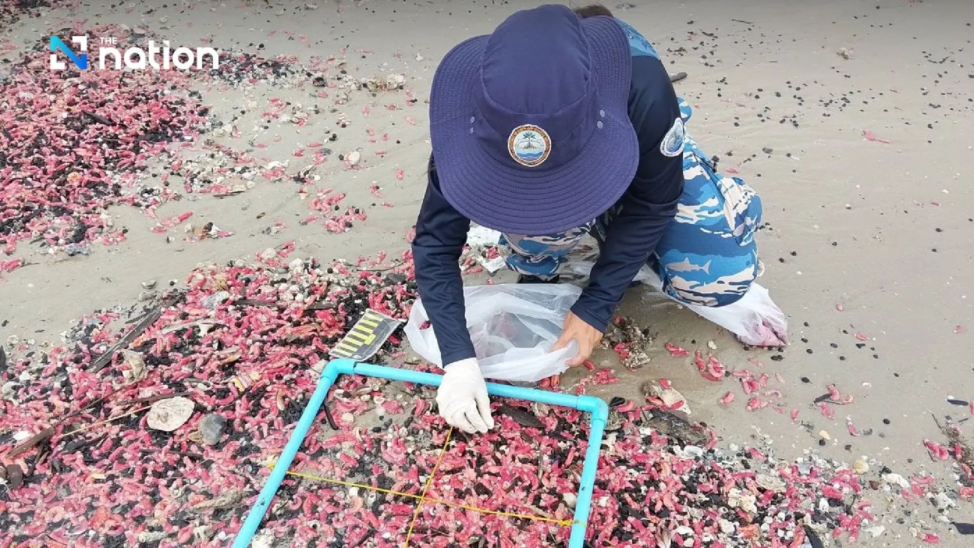 Pink sea cucumbers wash ashore, turning Rayong beach reddish-pink