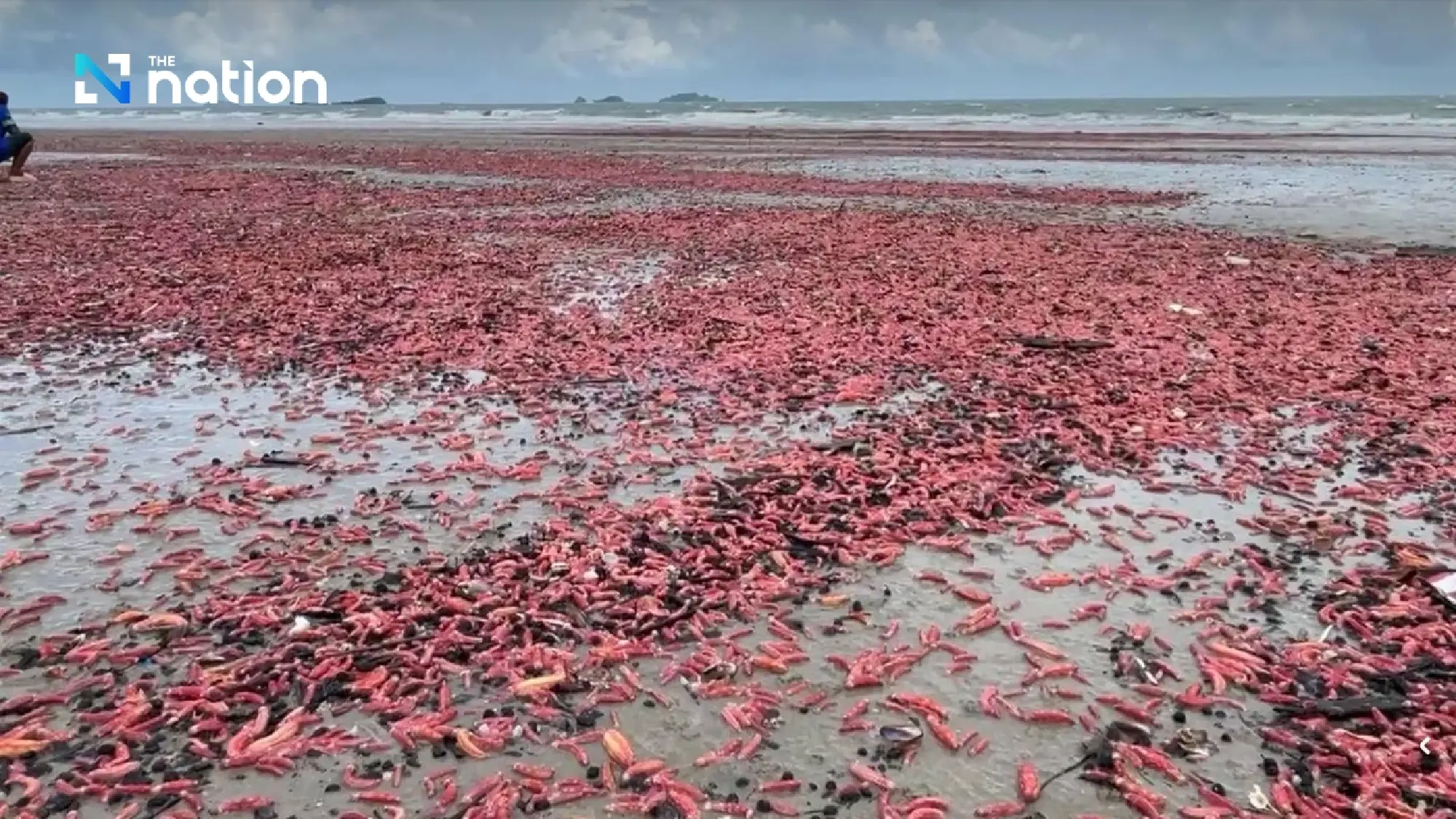 Pink sea cucumbers wash ashore, turning Rayong beach reddish-pink