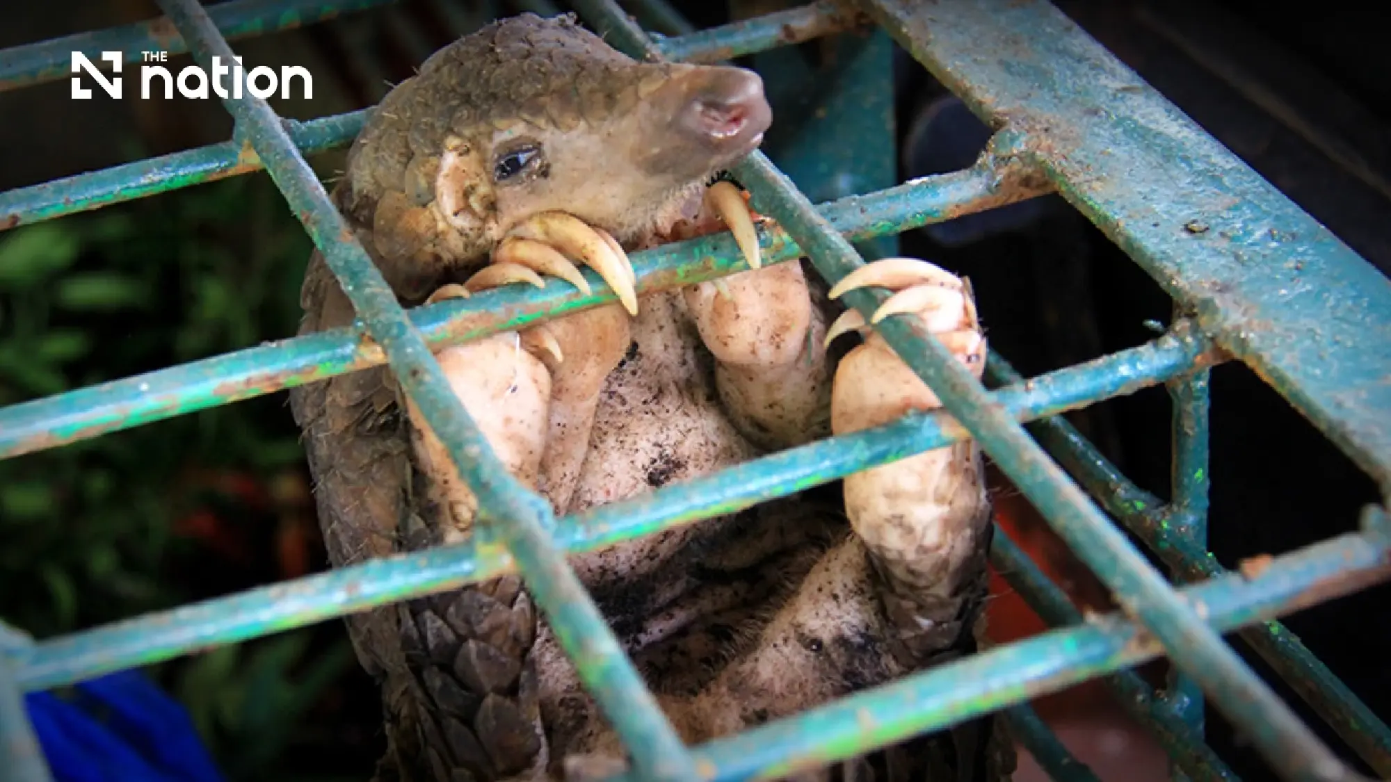 The Wildlife Trade: A Breeding Ground for New Zoonotic Diseases