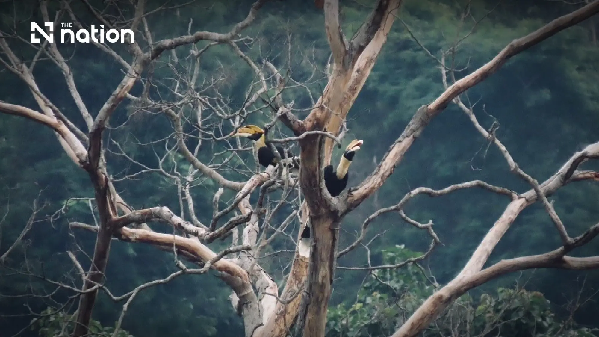 Thap Lan land hand-back defended as govt seeks balance between villagers and forest protection