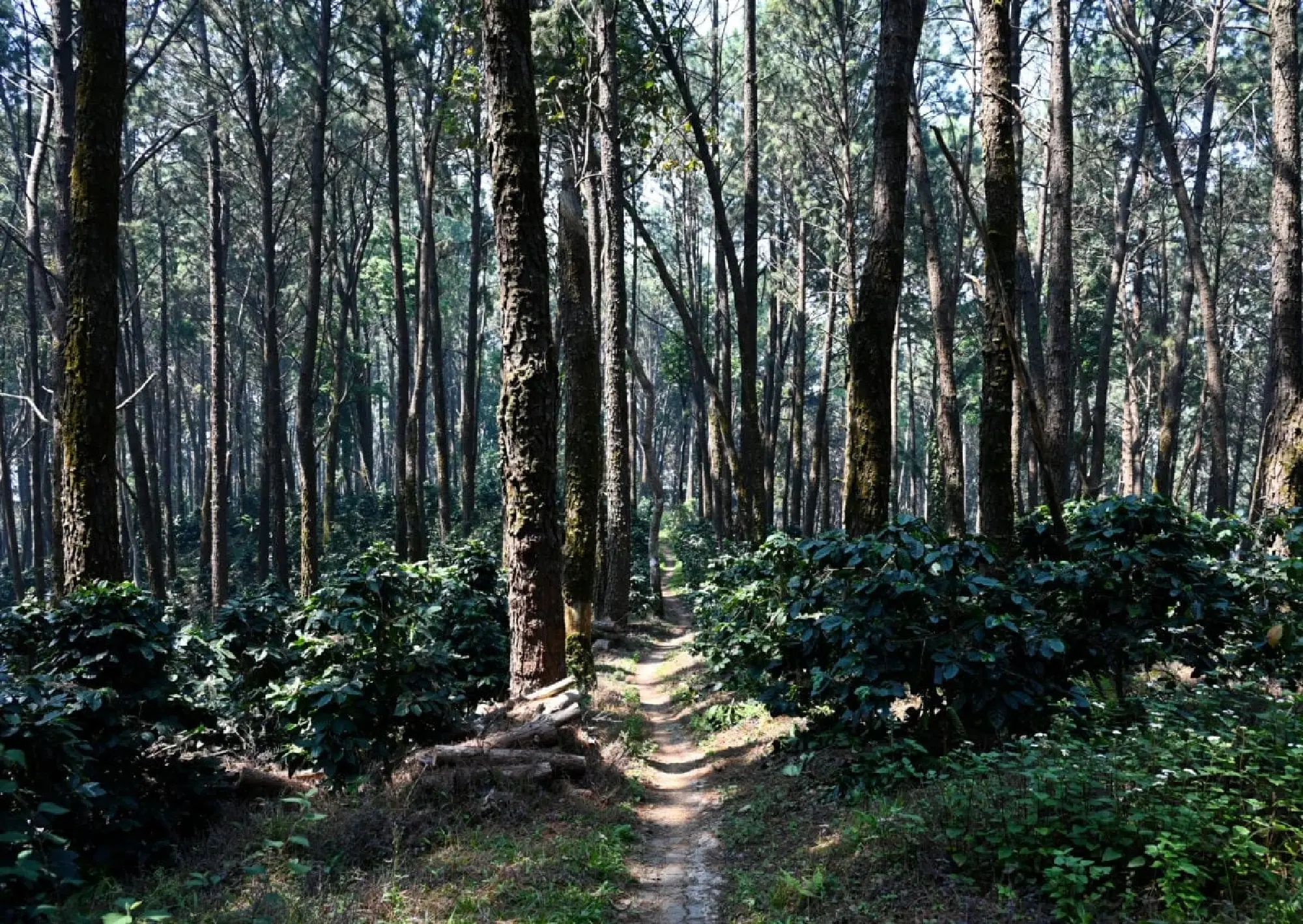 Forest Carbon Credit Initiative Bridges Thai Communities with Global Markets
