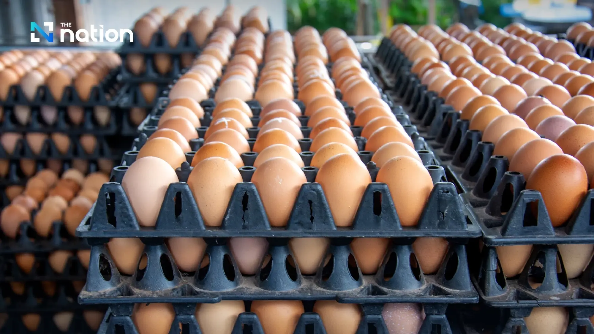 Egg prices rise 20 satang as feed costs squeeze Thai farmers
