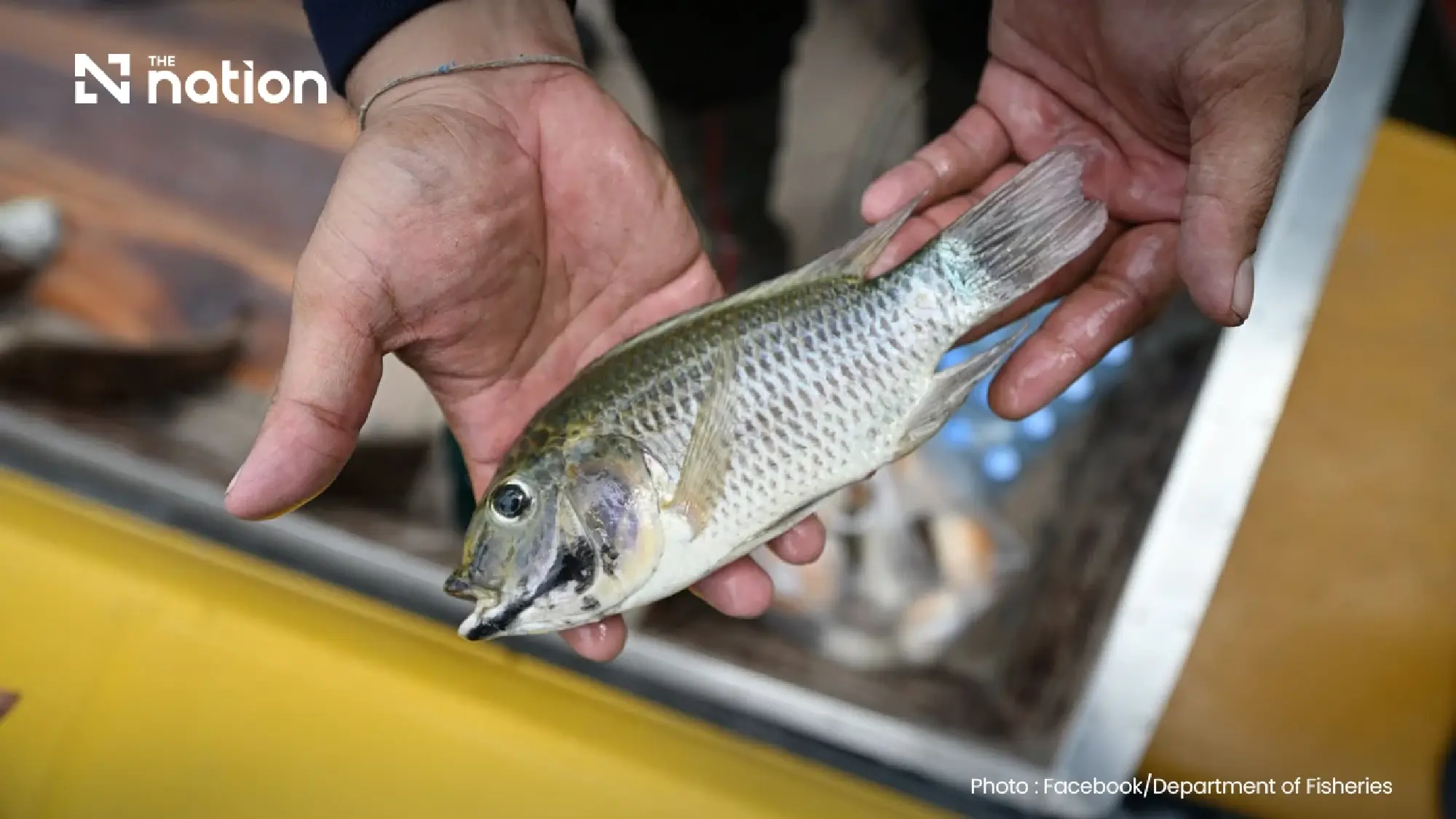 Thailand tracks blackchin tilapia, redclaw crayfish ecosystem risks