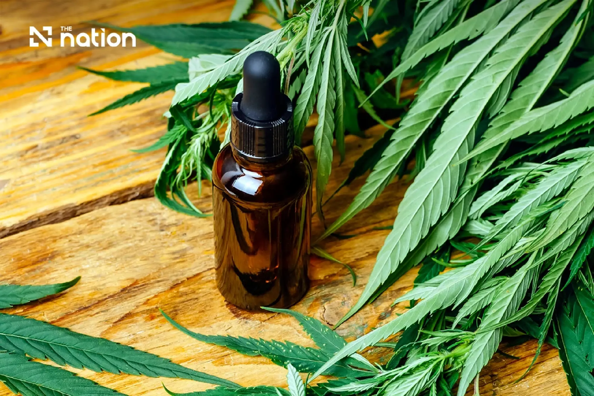 Thai DTAM tightens penalties for cannabis shop rule breaches