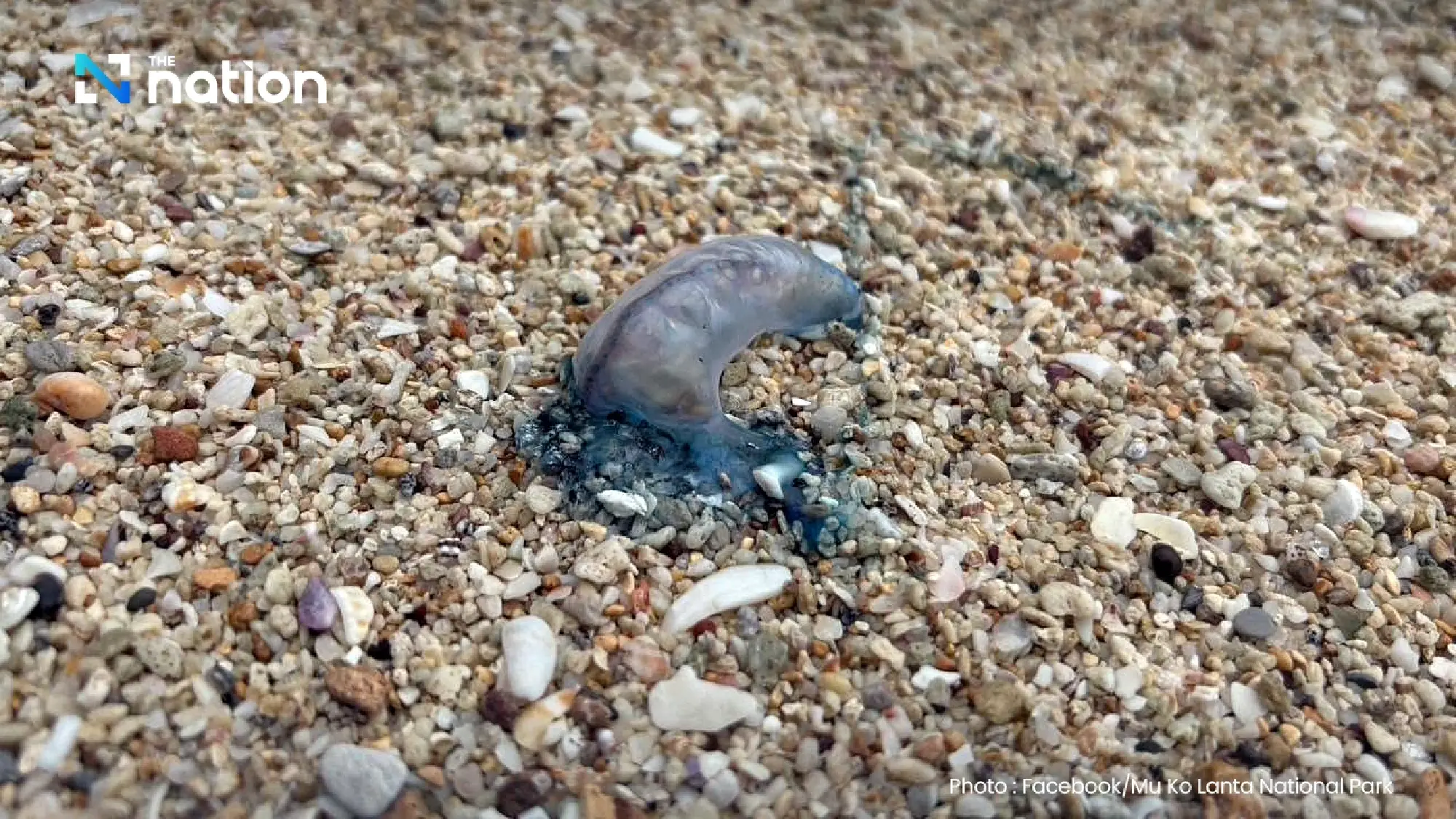 Beach red flags fly as Ko Lanta closes sites over Portuguese man o’ war
