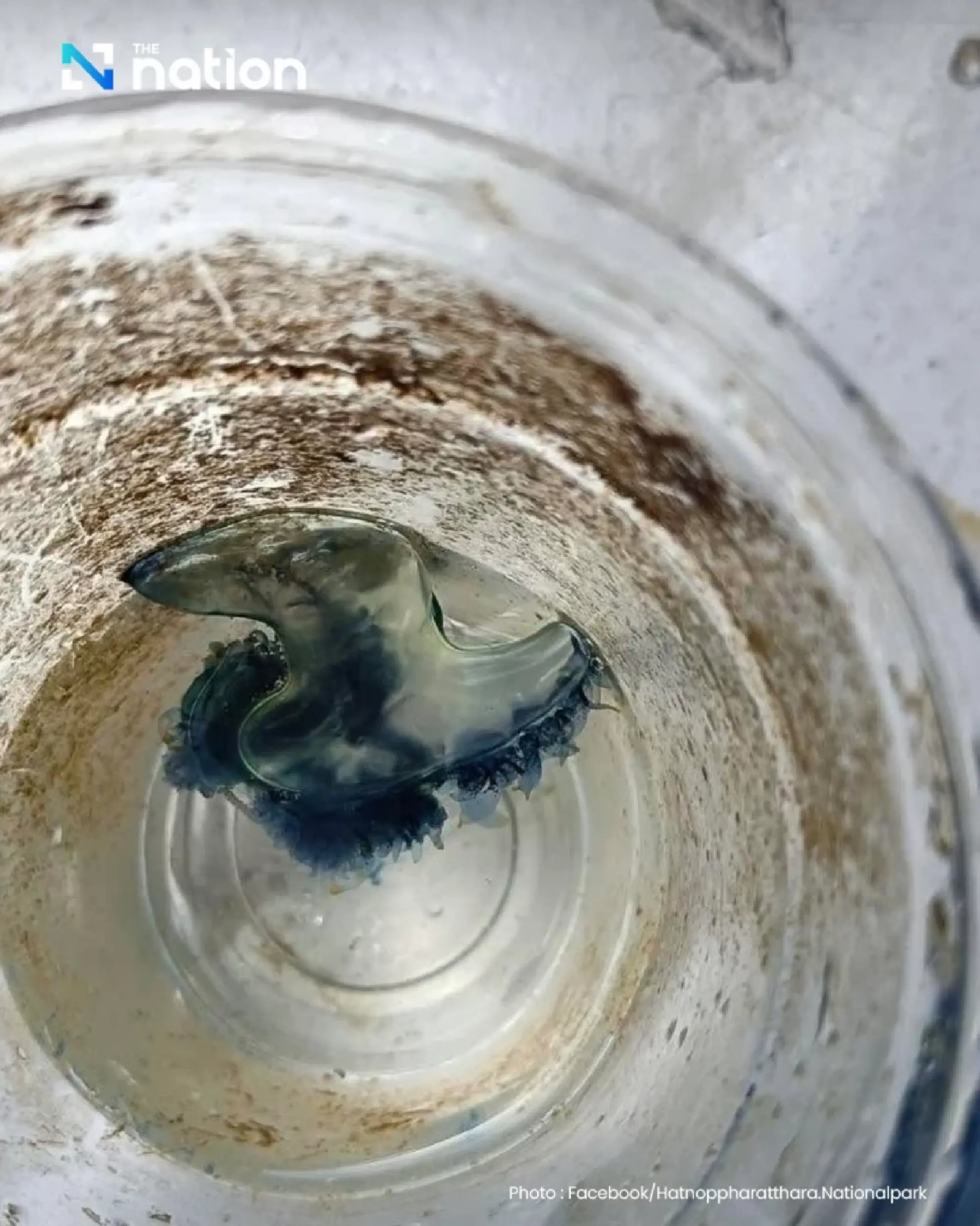 Krabi bans swimming after Portuguese man o’ war found
