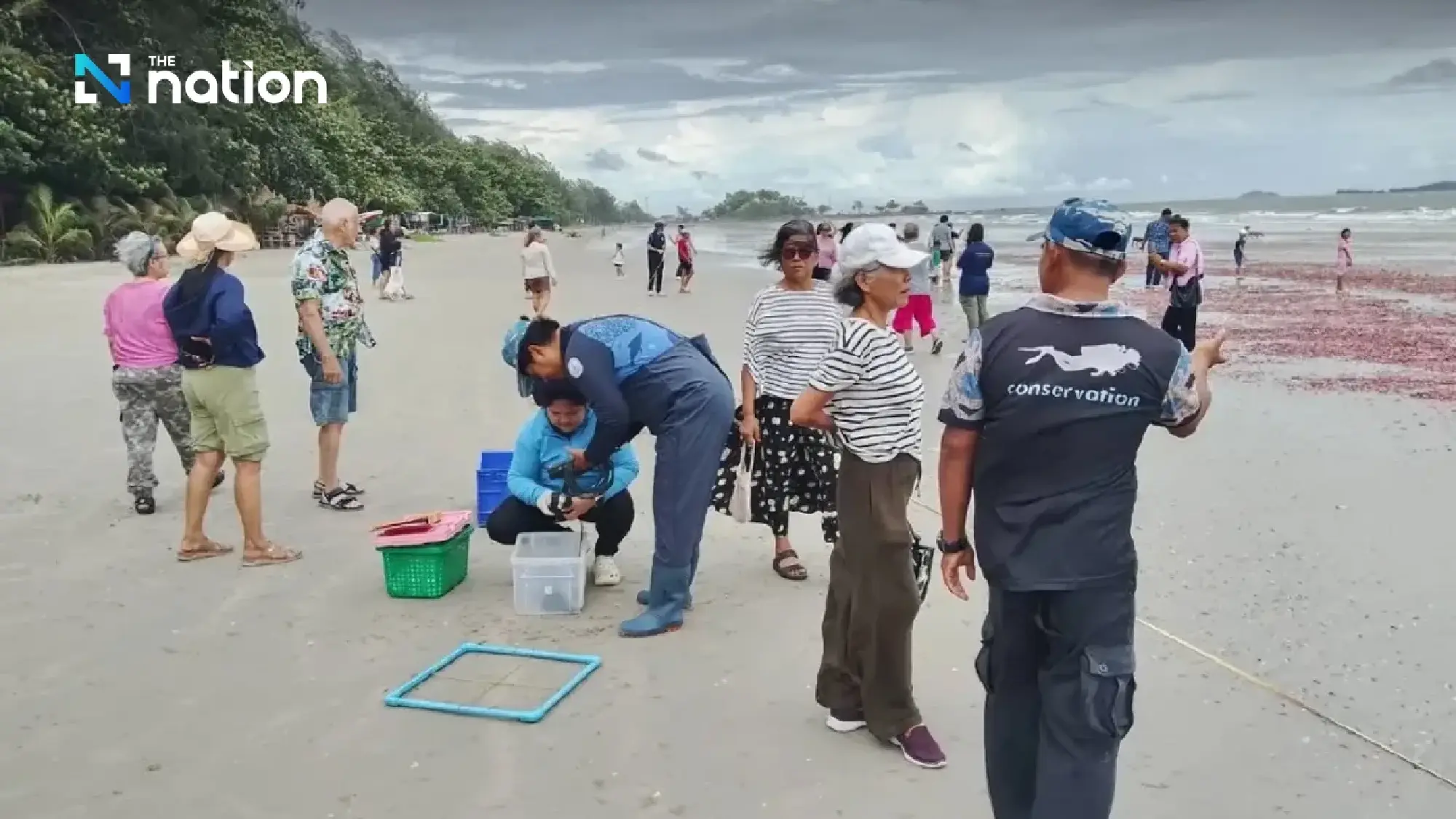 Pink sea cucumbers wash ashore, turning Rayong beach reddish-pink