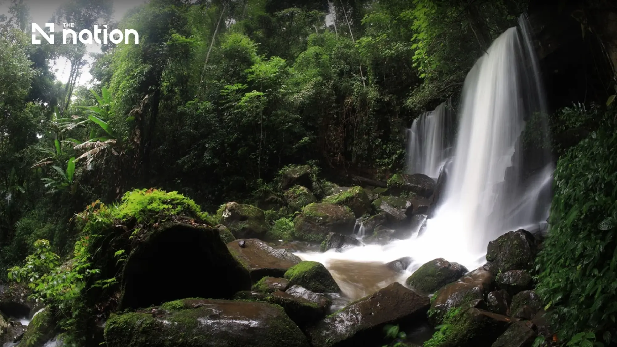 Misty trails, rare blooms — Phu Hin Rong Kla turns green