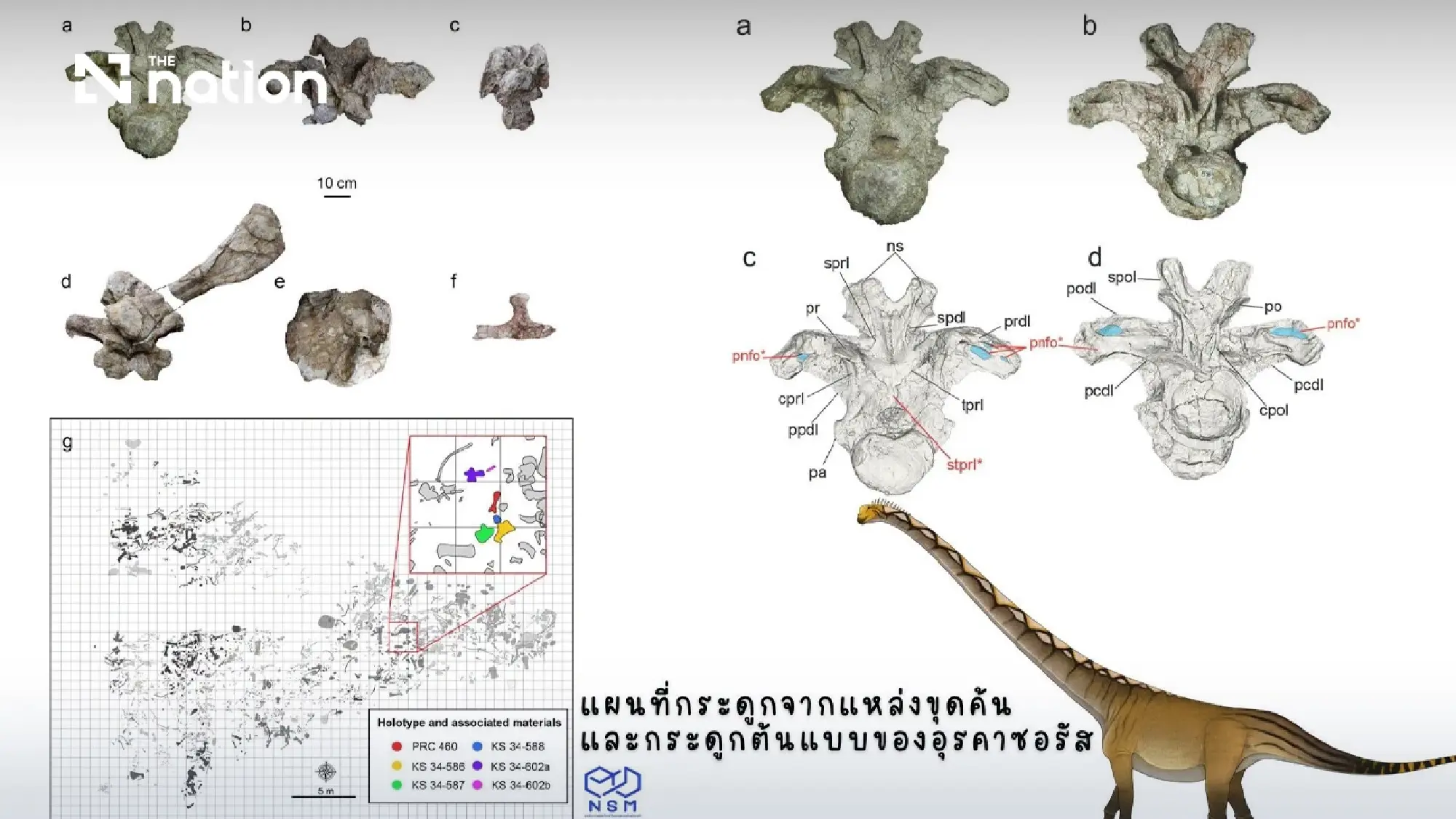 Thailand names new snake-necked dinosaur from Kalasin