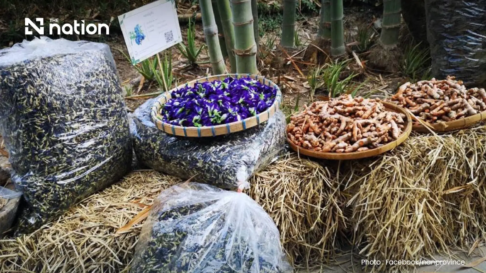 Thailand bets on wellness and longevity as new economic engine