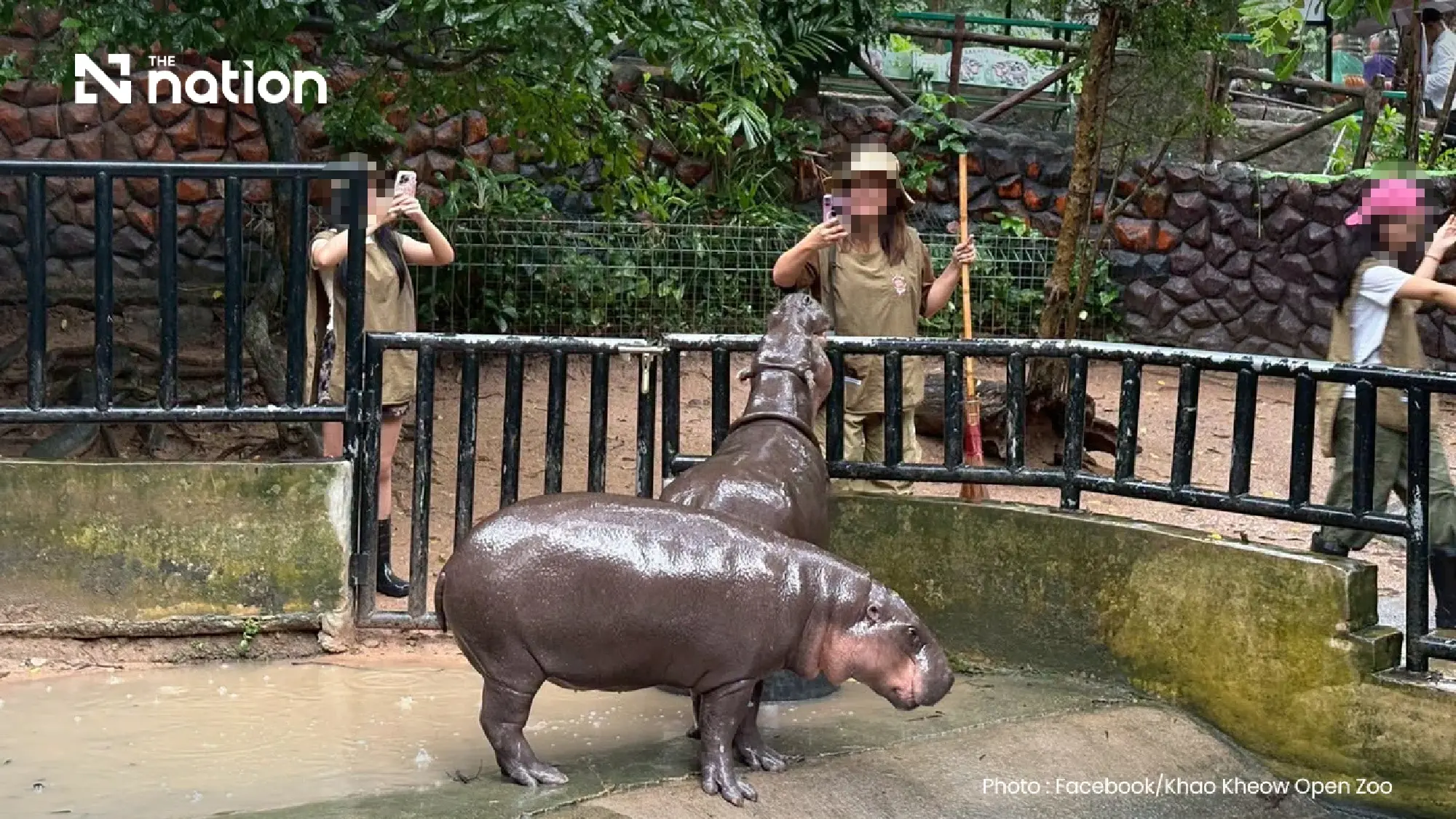 Moo Deng turns two with three-day birthday festival at Khao Kheow Open Zoo