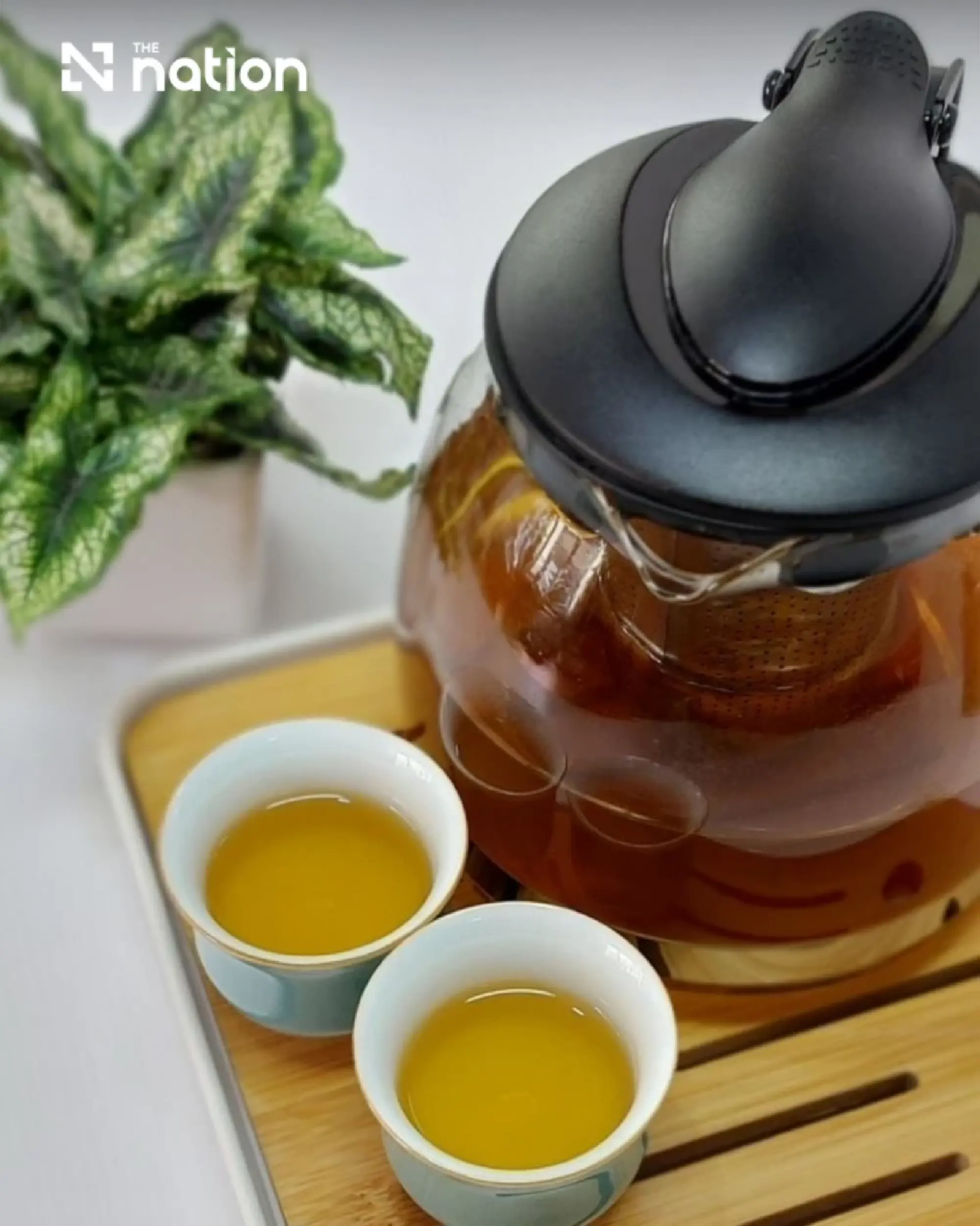 Koh Kret Rang Daeng tea joins Nonthaburi’s protected GI list