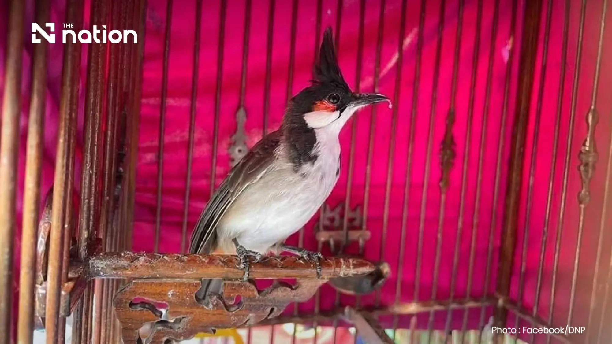 Cabinet greenlights removal of red-whiskered bulbul from protected wildlife list