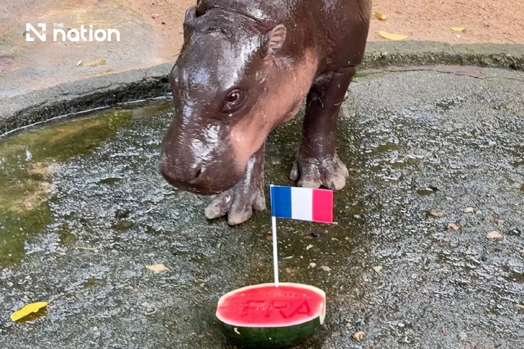 Moo Deng picks France and England to reach 2026 World Cup final