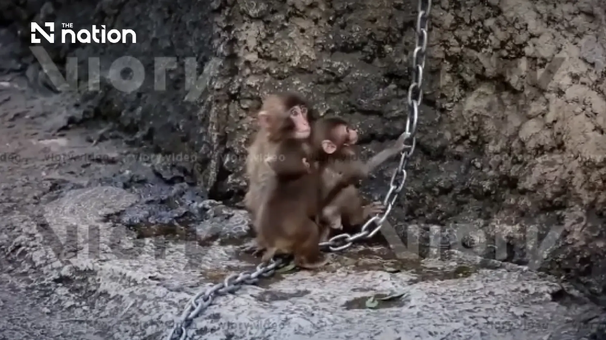 Japan’s viral macaque Punch receives over 2,500 birthday cards