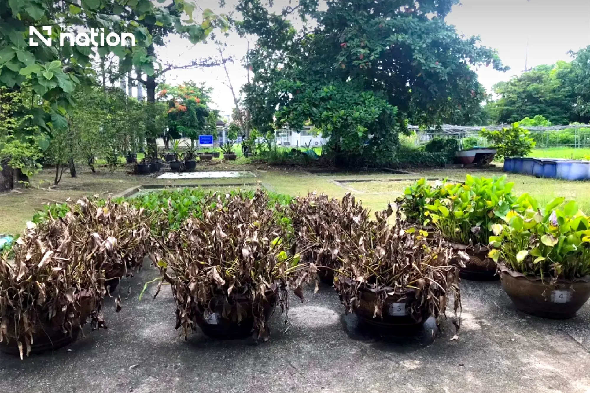 RID green herbicide targets Thailand’s water hyacinth problem
